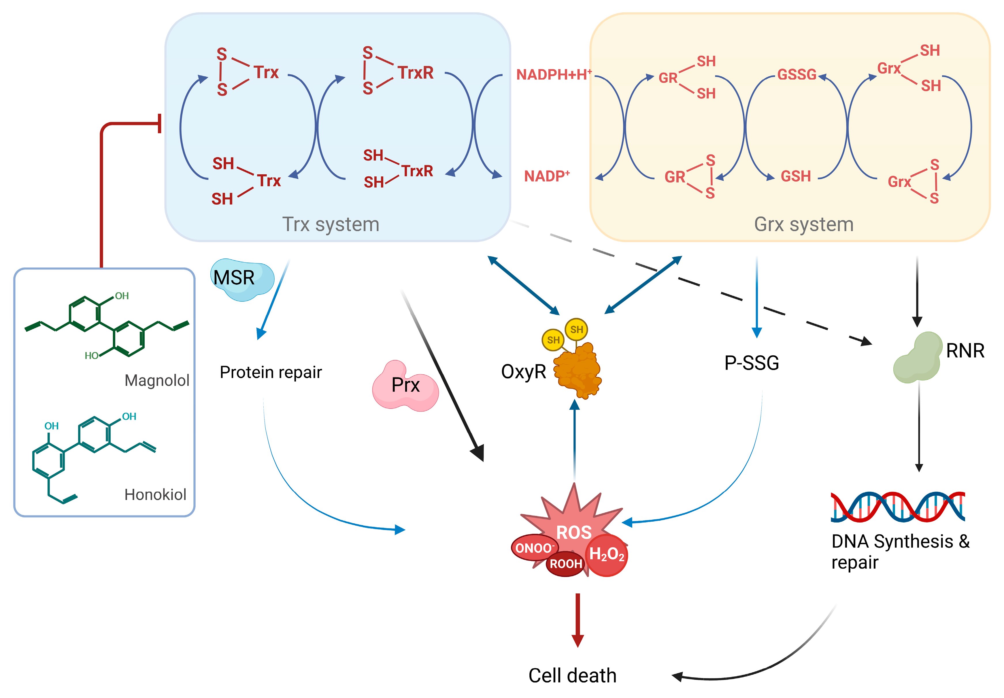 Antioxidants 12 01180 g010 Antioxidants 12 01180 g010