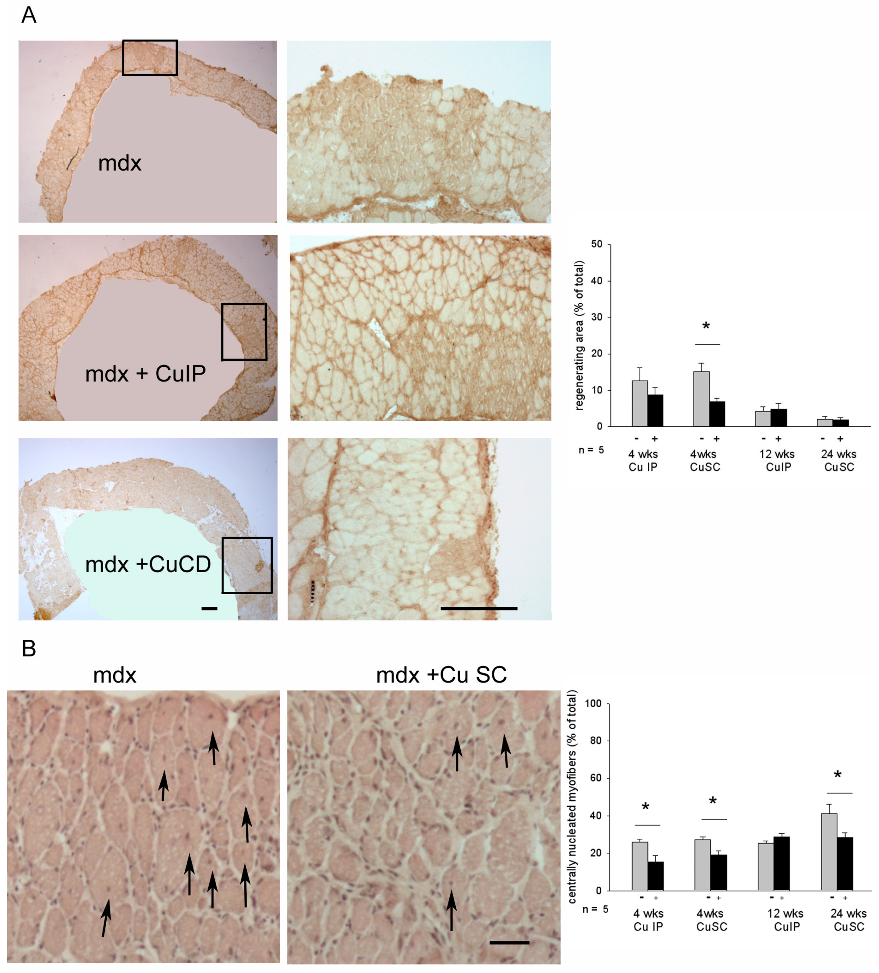 Antioxidants 12 01181 g002 Antioxidants 12 01181 g002