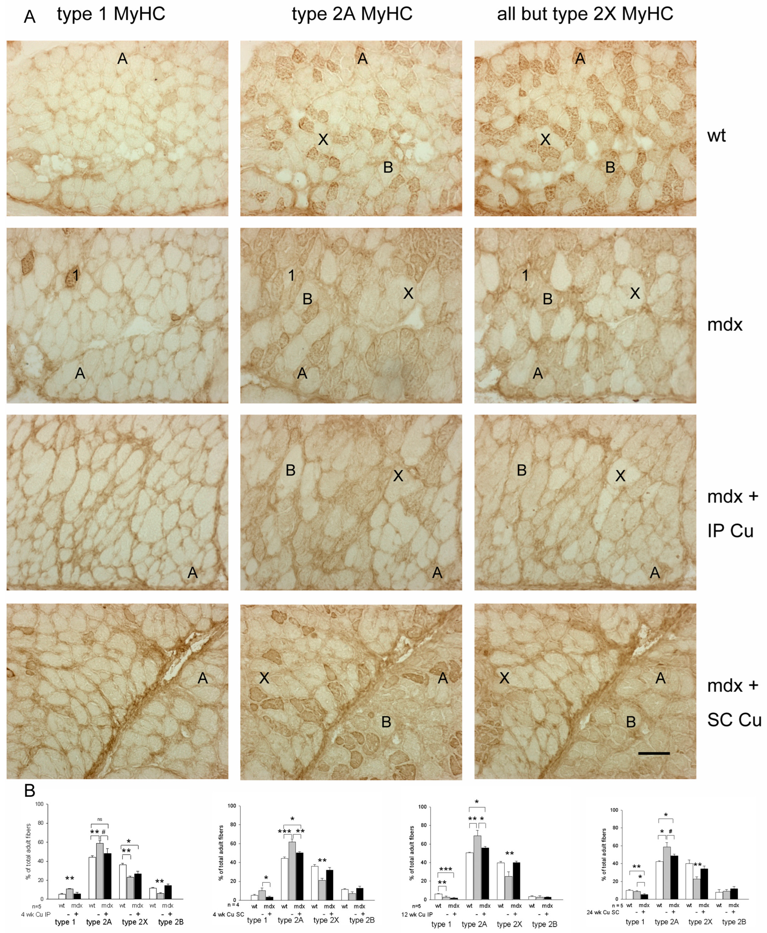 Antioxidants 12 01181 g003 Antioxidants 12 01181 g003