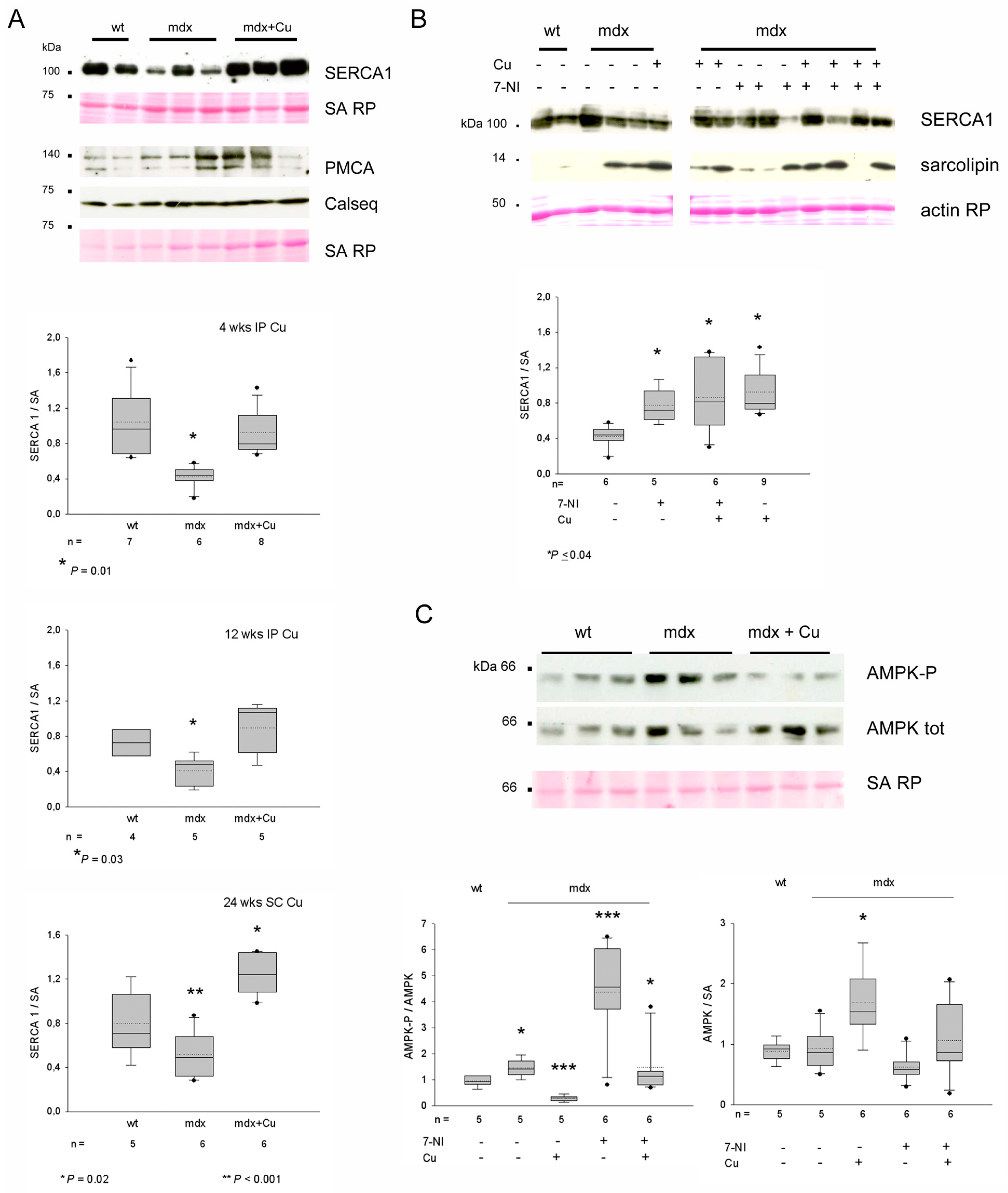 Antioxidants 12 01181 g007 Antioxidants 12 01181 g007