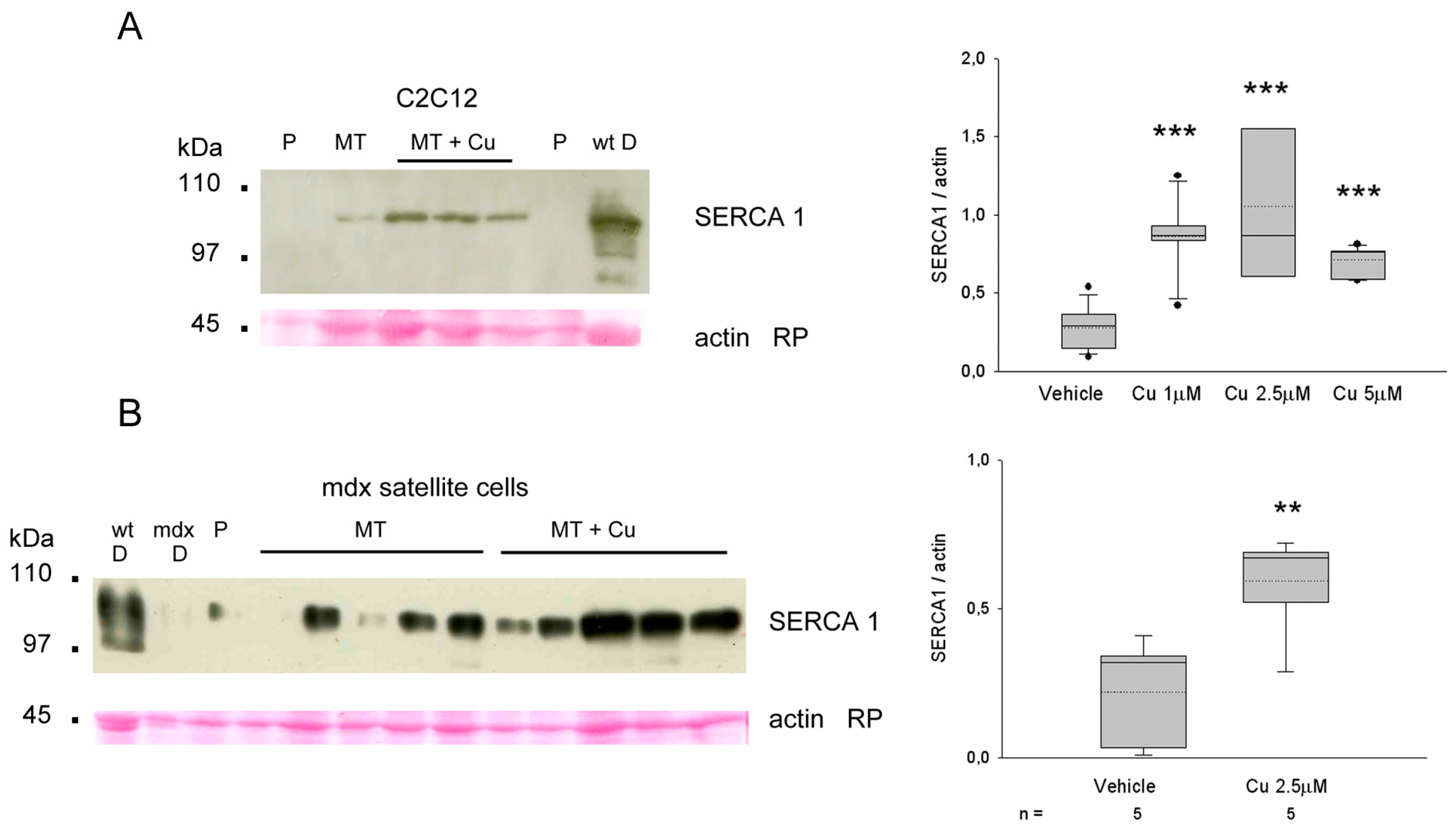 Antioxidants 12 01181 g008 Antioxidants 12 01181 g008