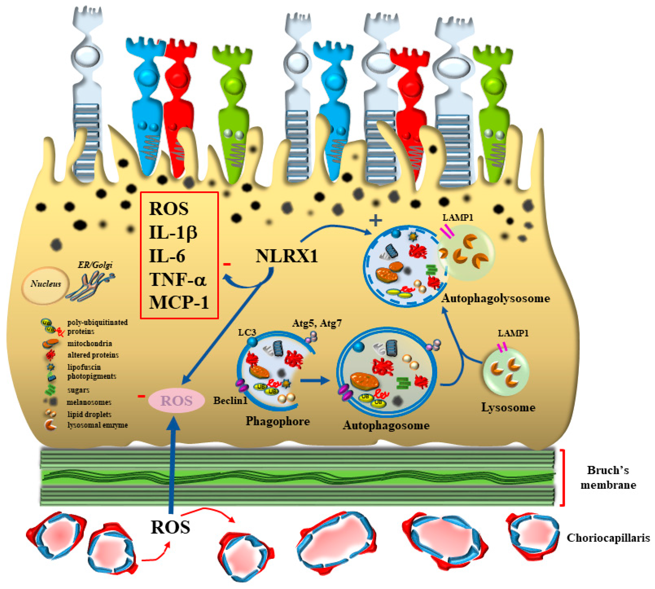 Antioxidants 12 01183 g002 Antioxidants 12 01183 g002