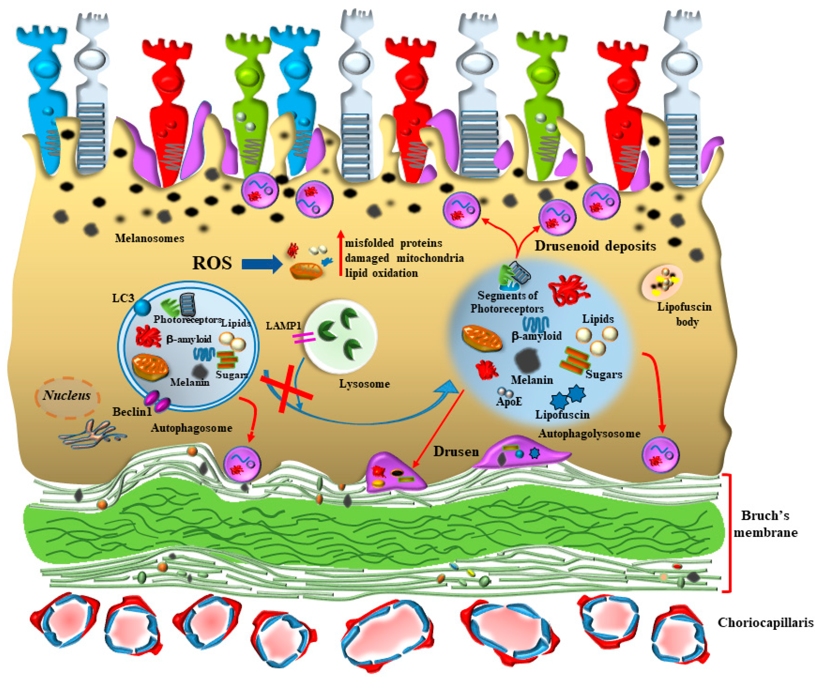 Antioxidants 12 01183 g003 Antioxidants 12 01183 g003