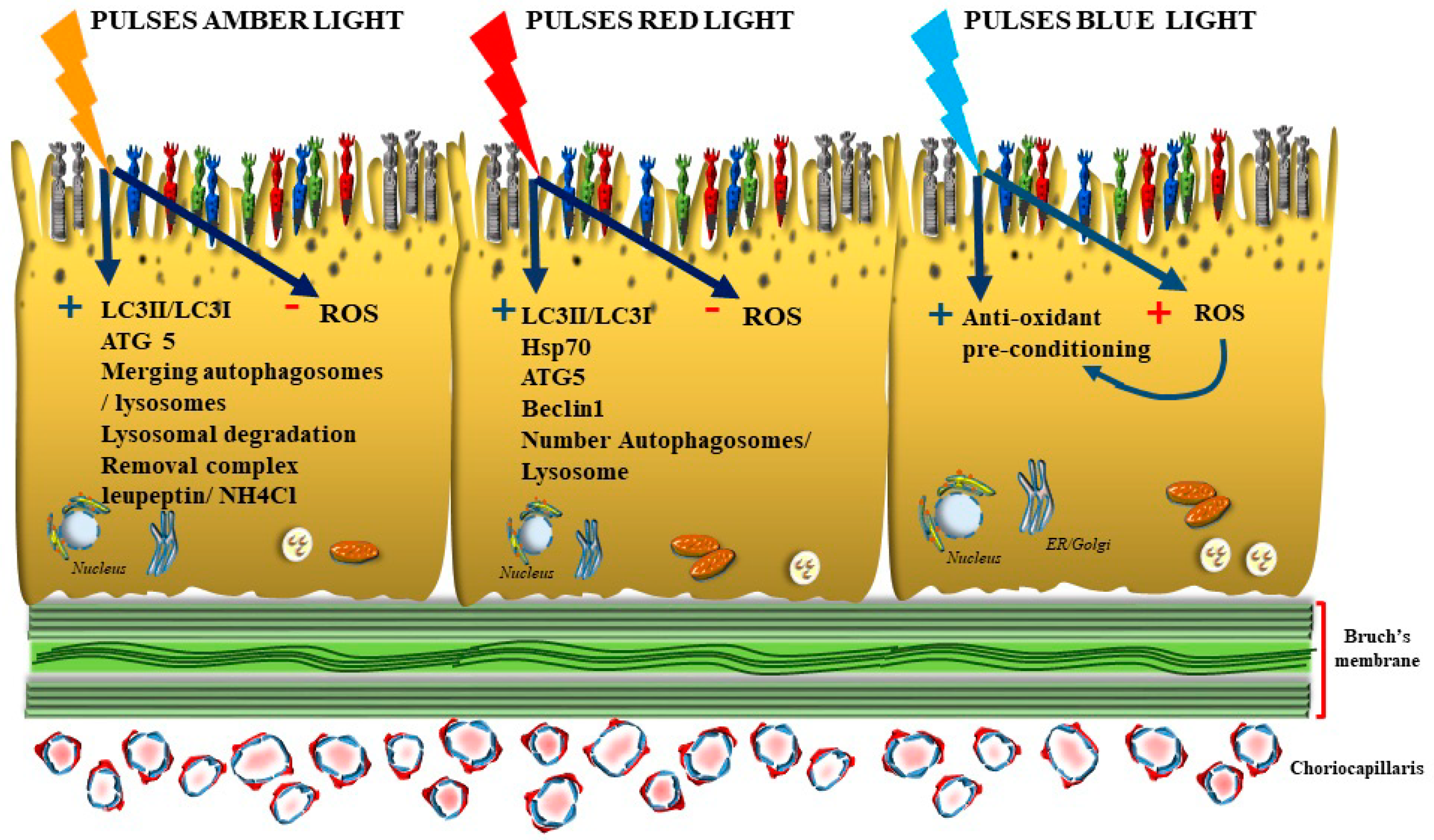 Antioxidants 12 01183 g004 Antioxidants 12 01183 g004