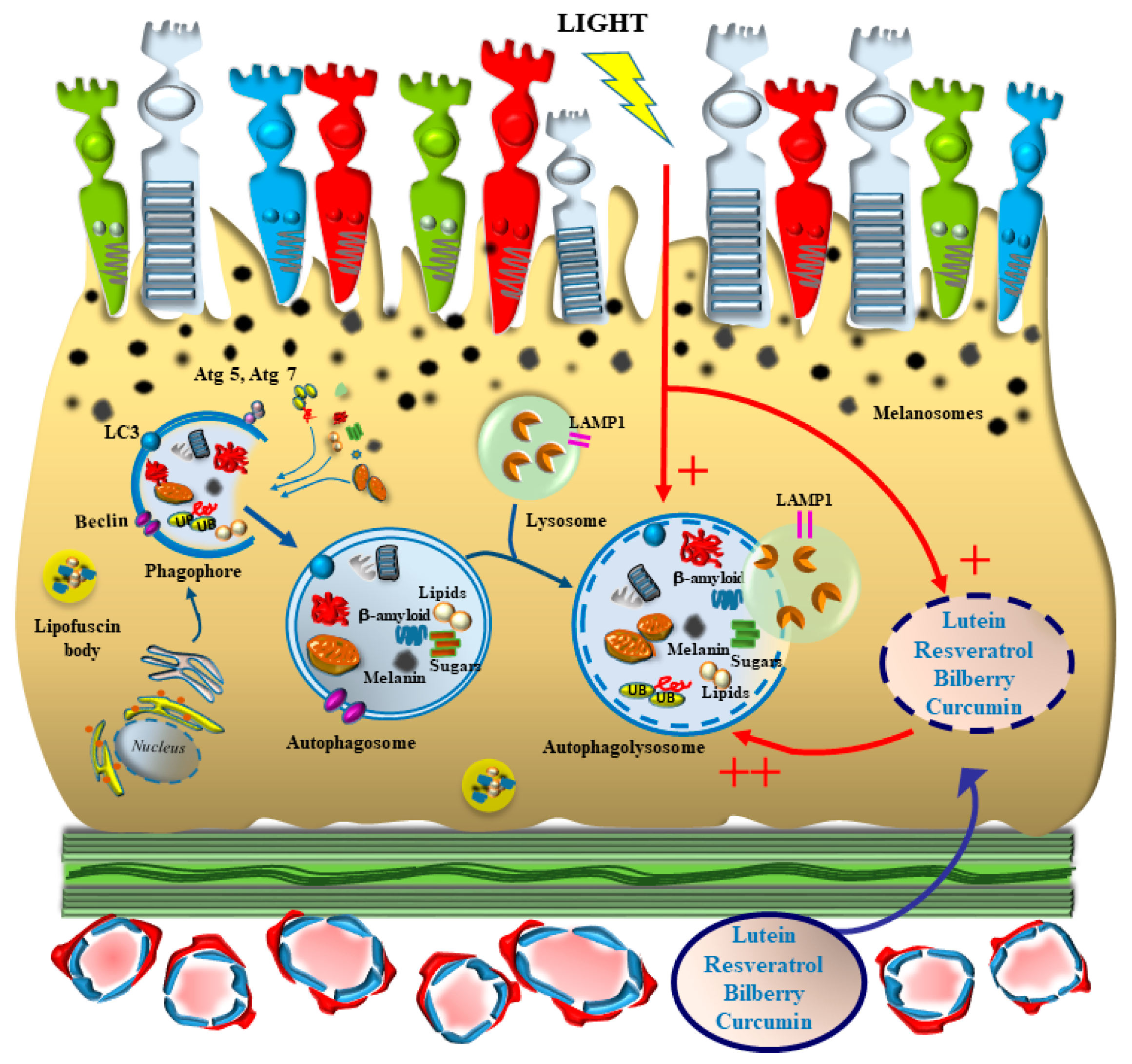 Antioxidants 12 01183 g005 Antioxidants 12 01183 g005