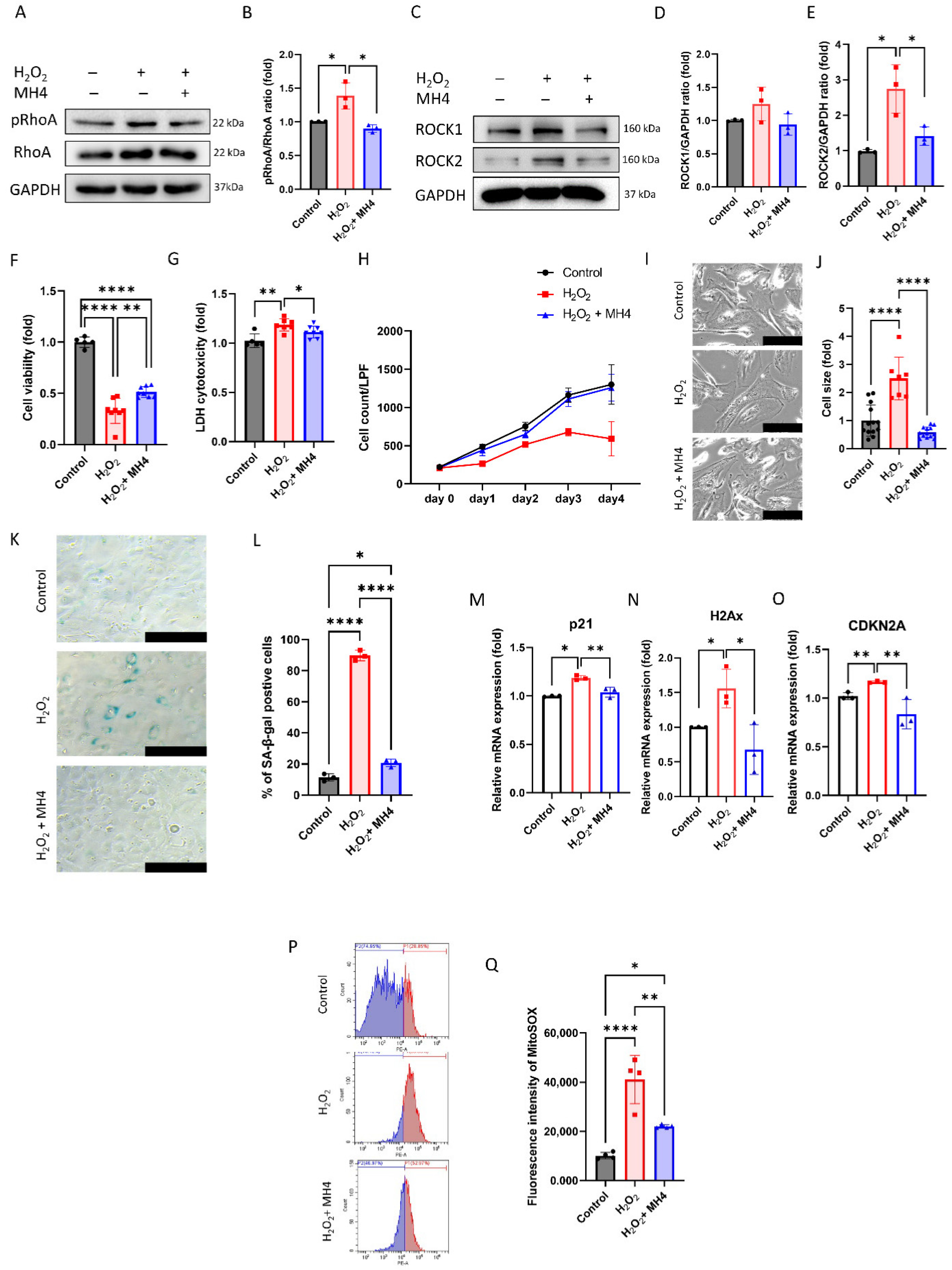 Antioxidants 12 01186 g005 Antioxidants 12 01186 g005