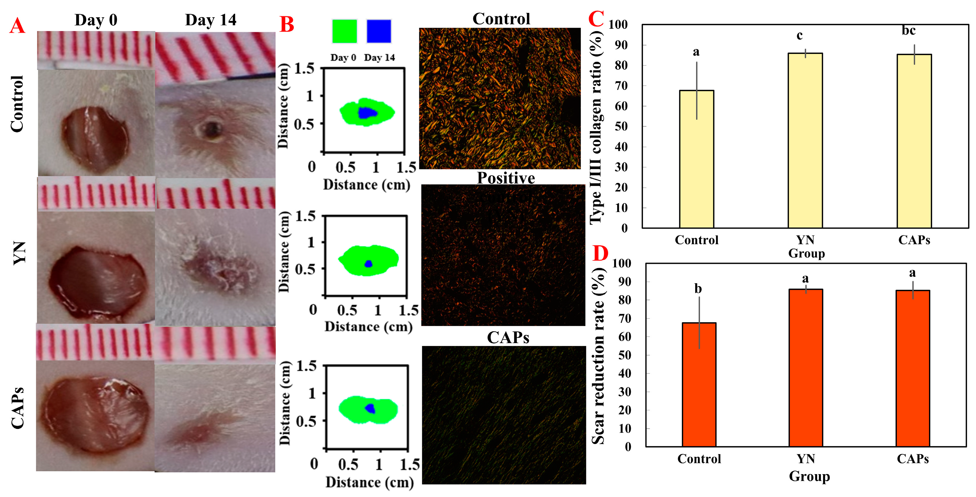 Antioxidants 12 01190 g005