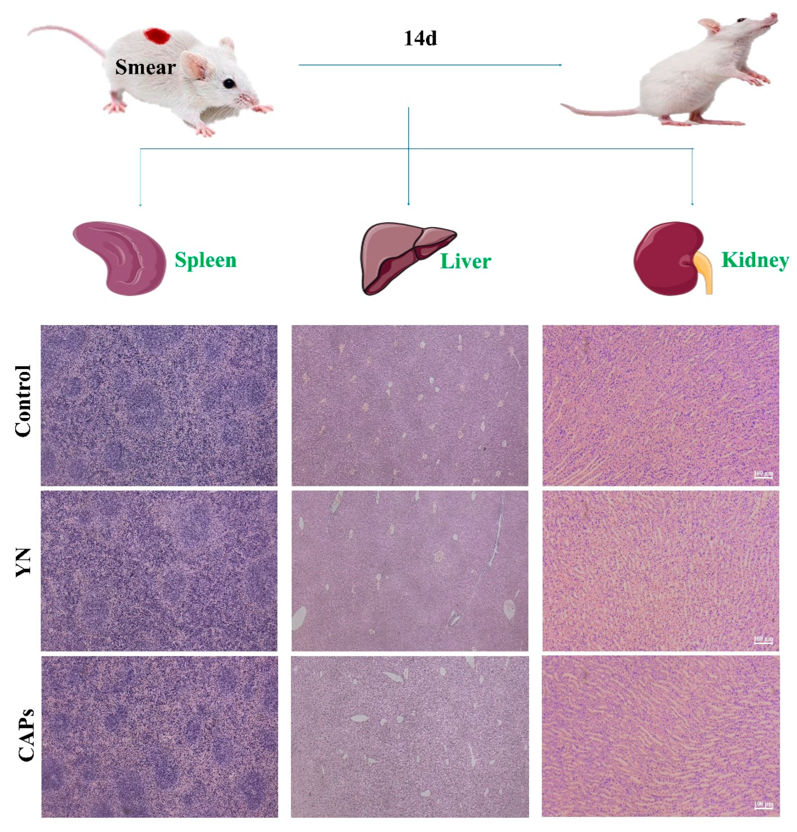 Antioxidants 12 01190 g006