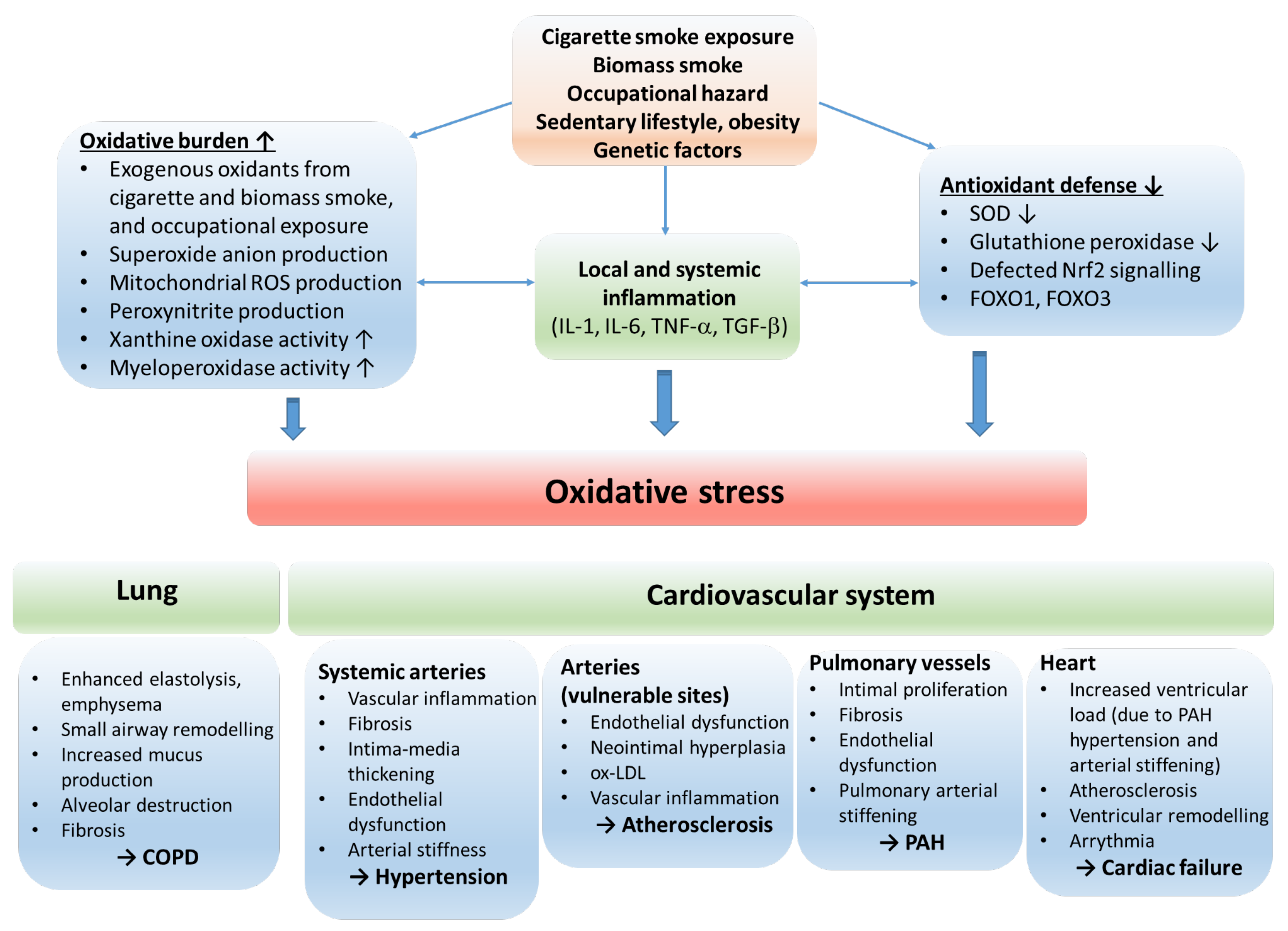Antioxidants 12 01196 g002 550