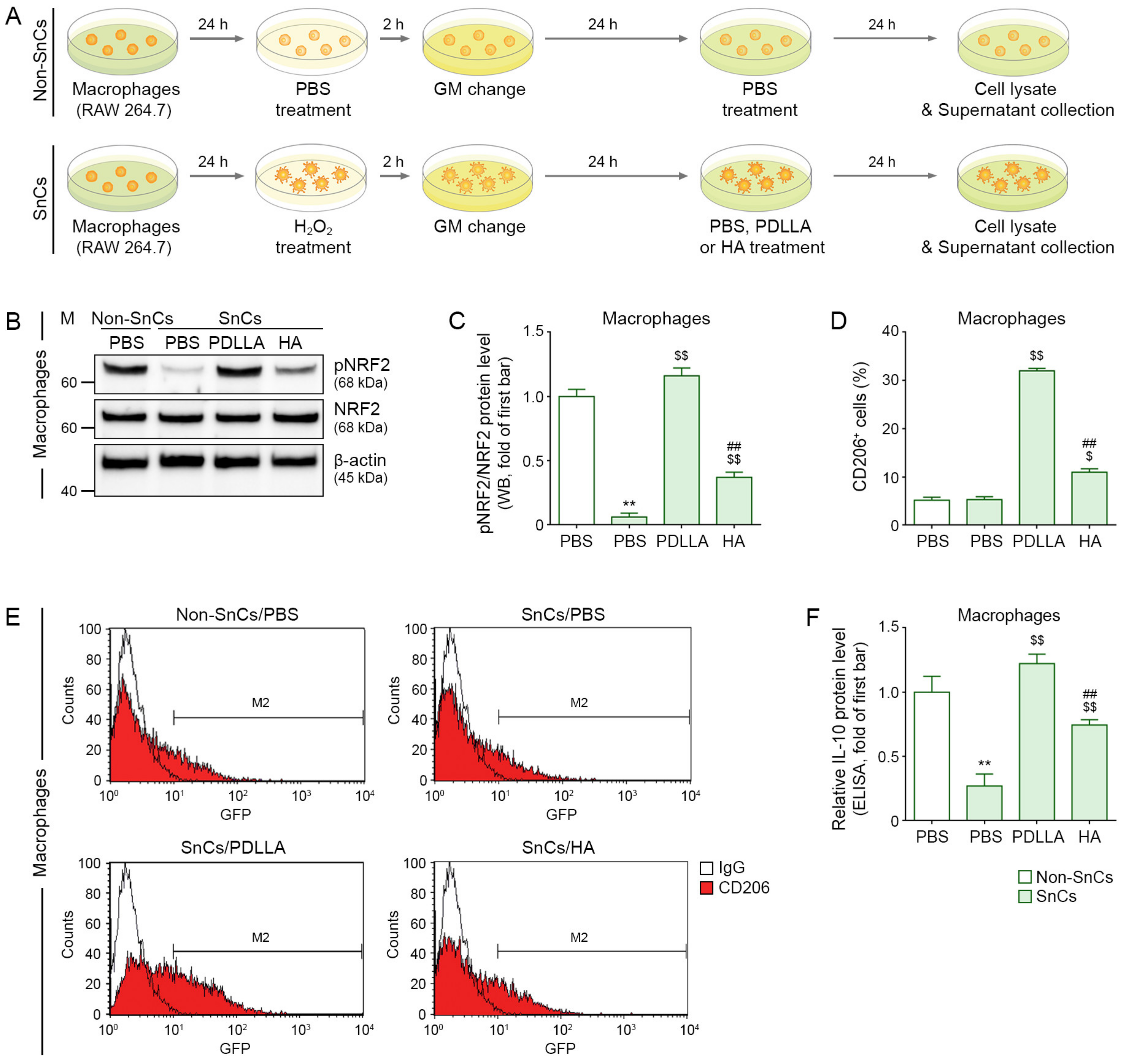 Antioxidants 12 01204 g001 Antioxidants 12 01204 g001