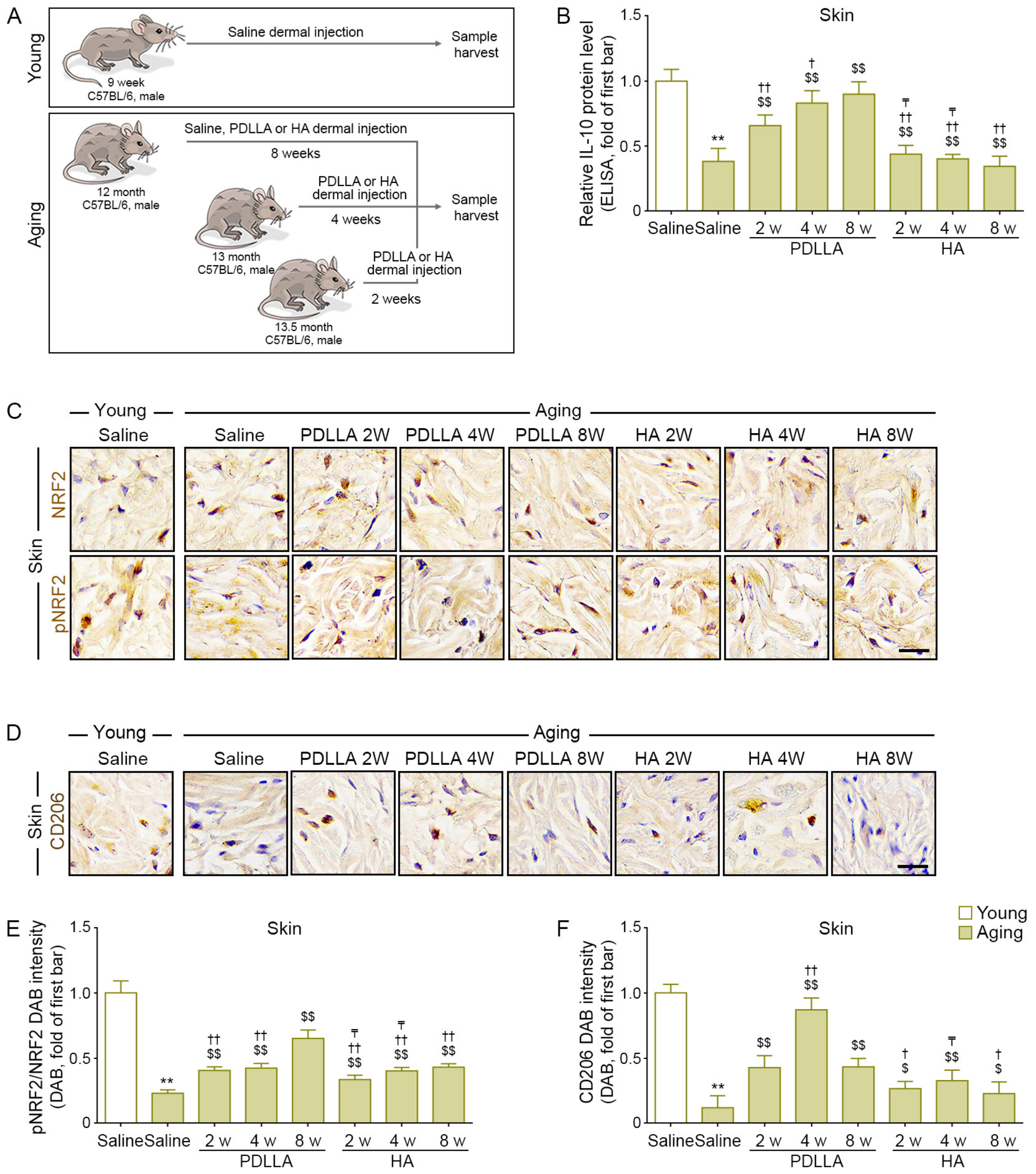 Antioxidants 12 01204 g002 Antioxidants 12 01204 g002