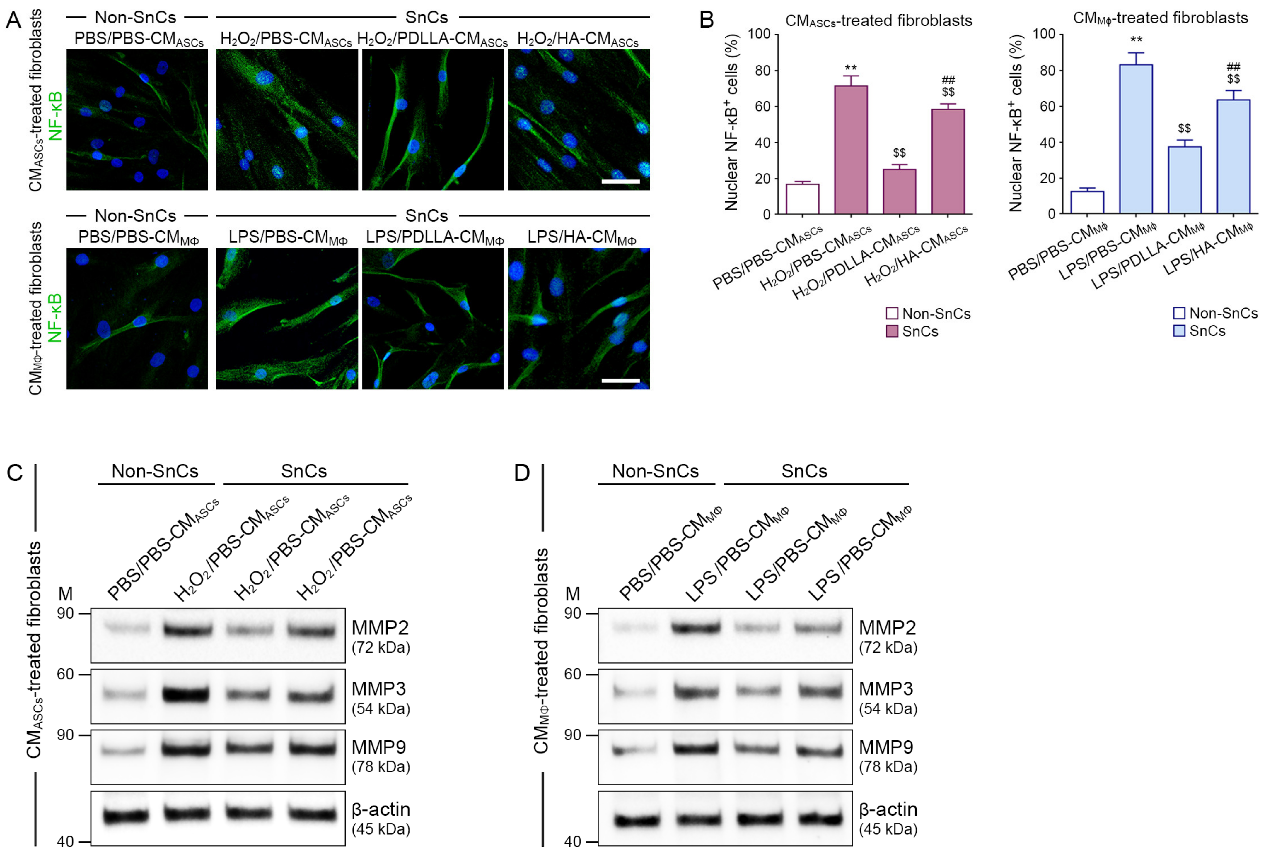 Antioxidants 12 01204 g005 Antioxidants 12 01204 g005