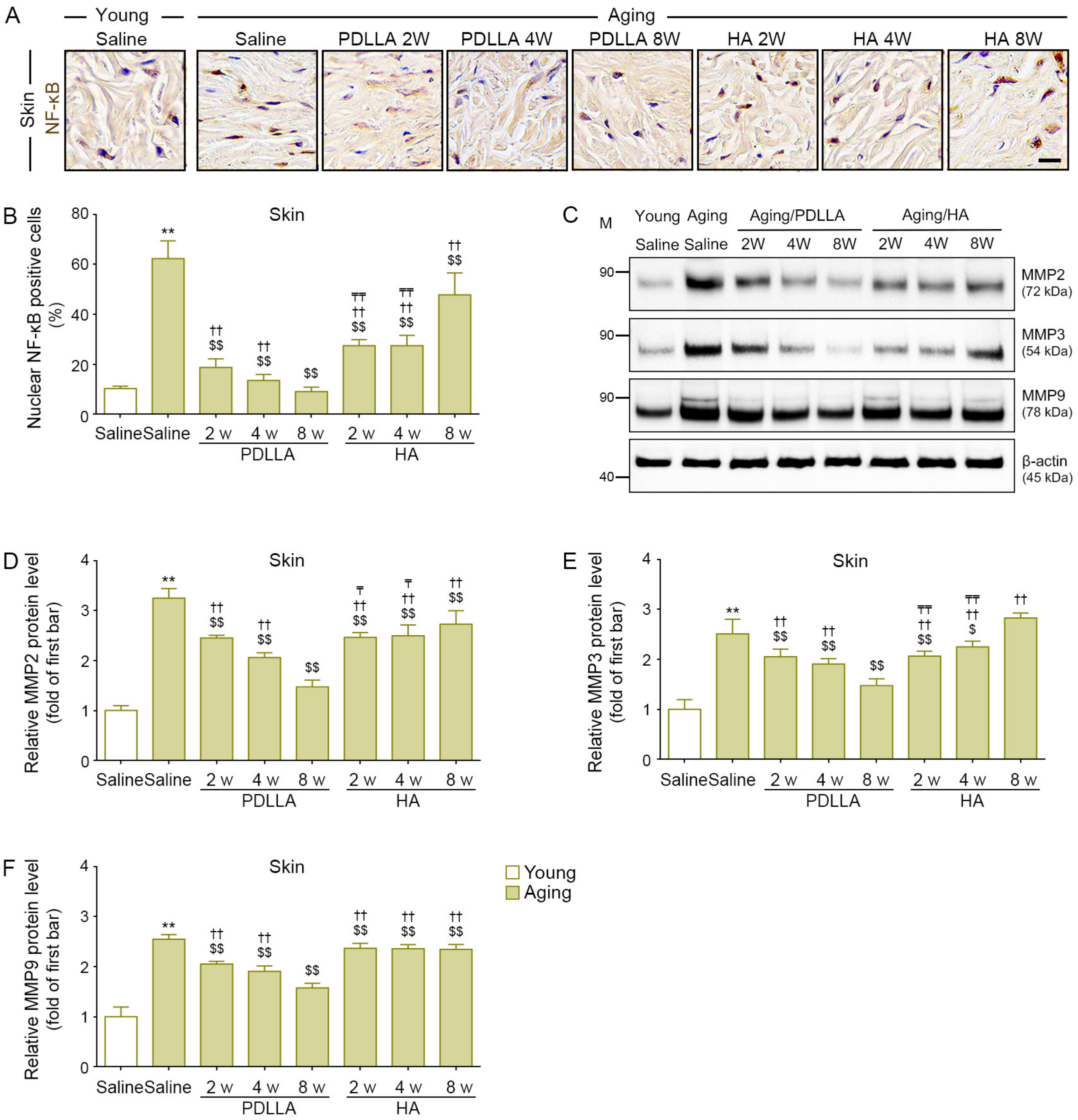 Antioxidants 12 01204 g006 Antioxidants 12 01204 g006