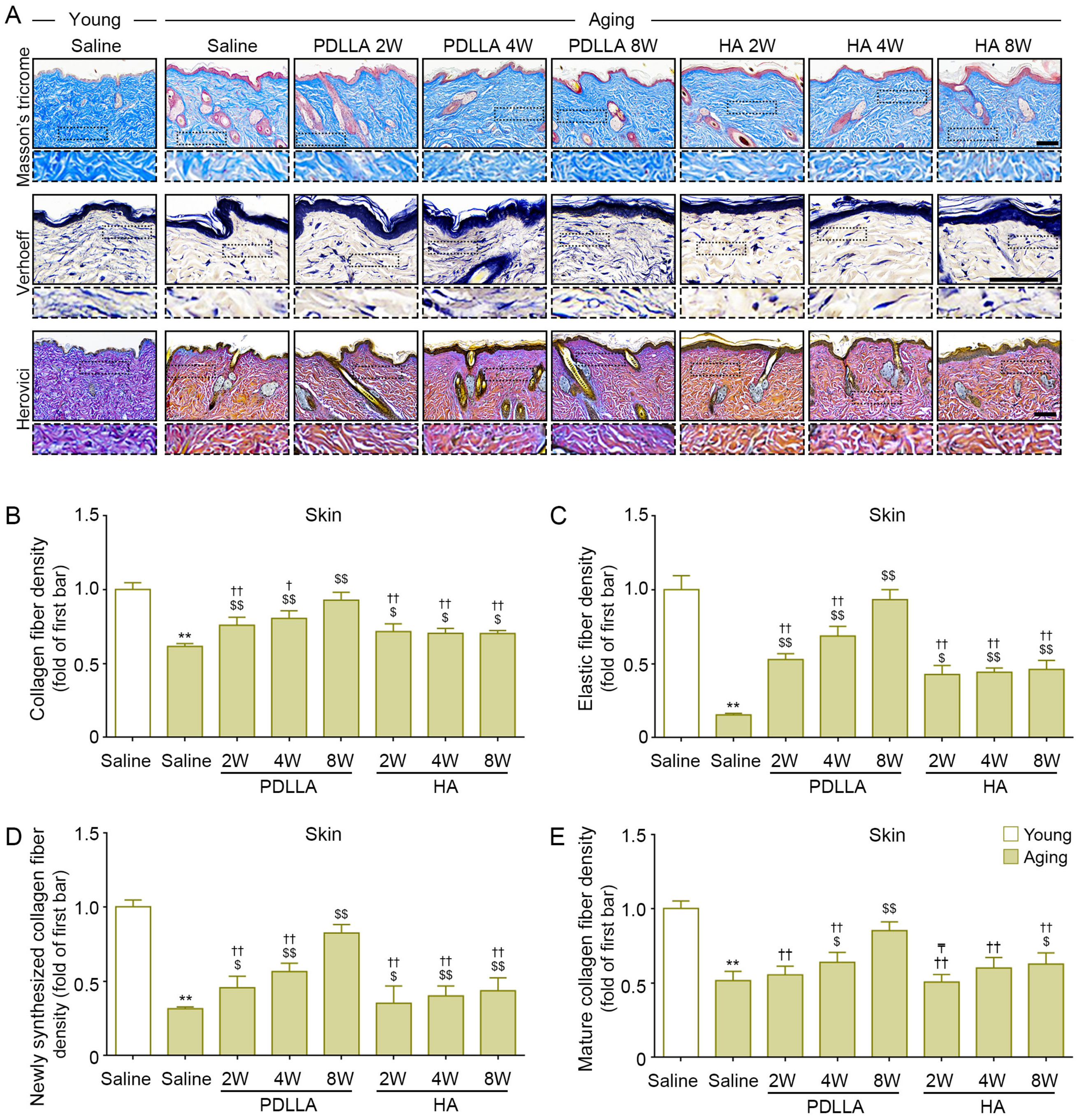 Antioxidants 12 01204 g007 Antioxidants 12 01204 g007