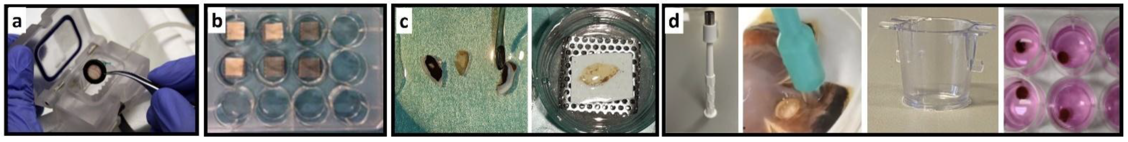 Antioxidants 12 01211 g001