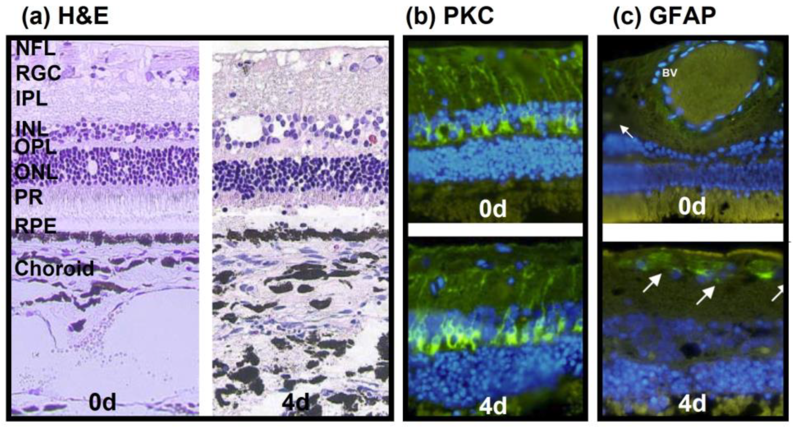 Antioxidants 12 01211 g002
