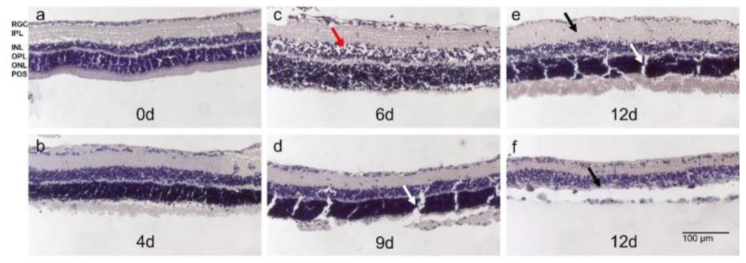 Antioxidants 12 01211 g007