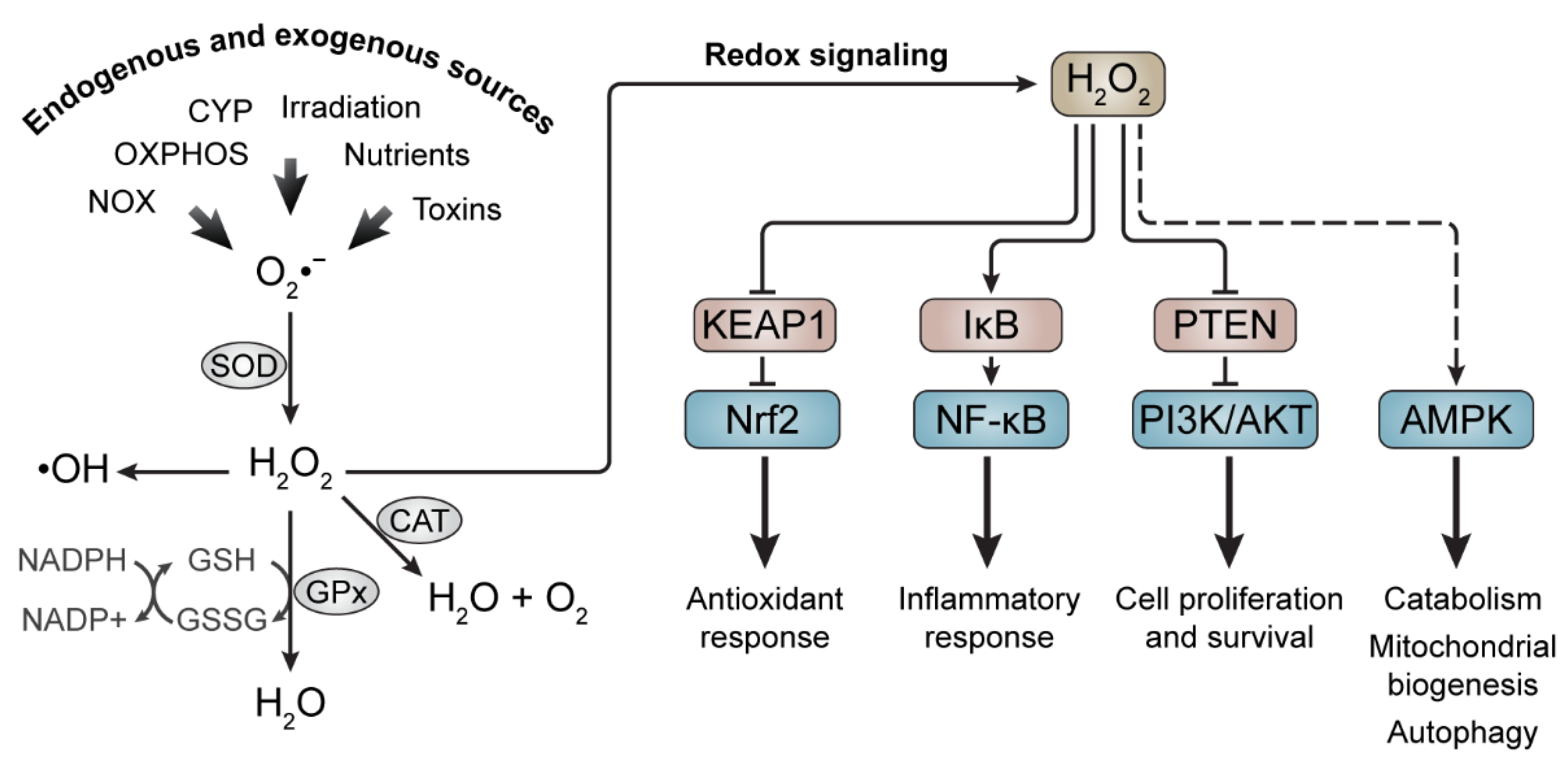Antioxidants Free FullText Targeting Oxidative Stress with