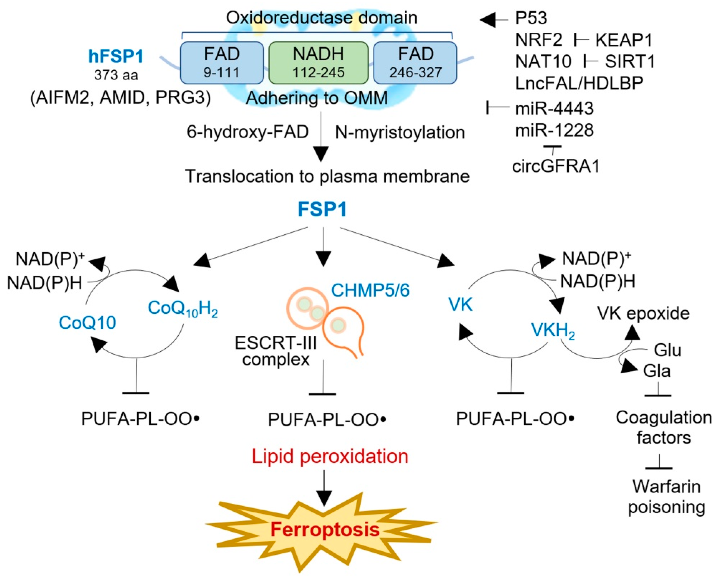 Antioxidants 12 01218 g002 Antioxidants 12 01218 g002