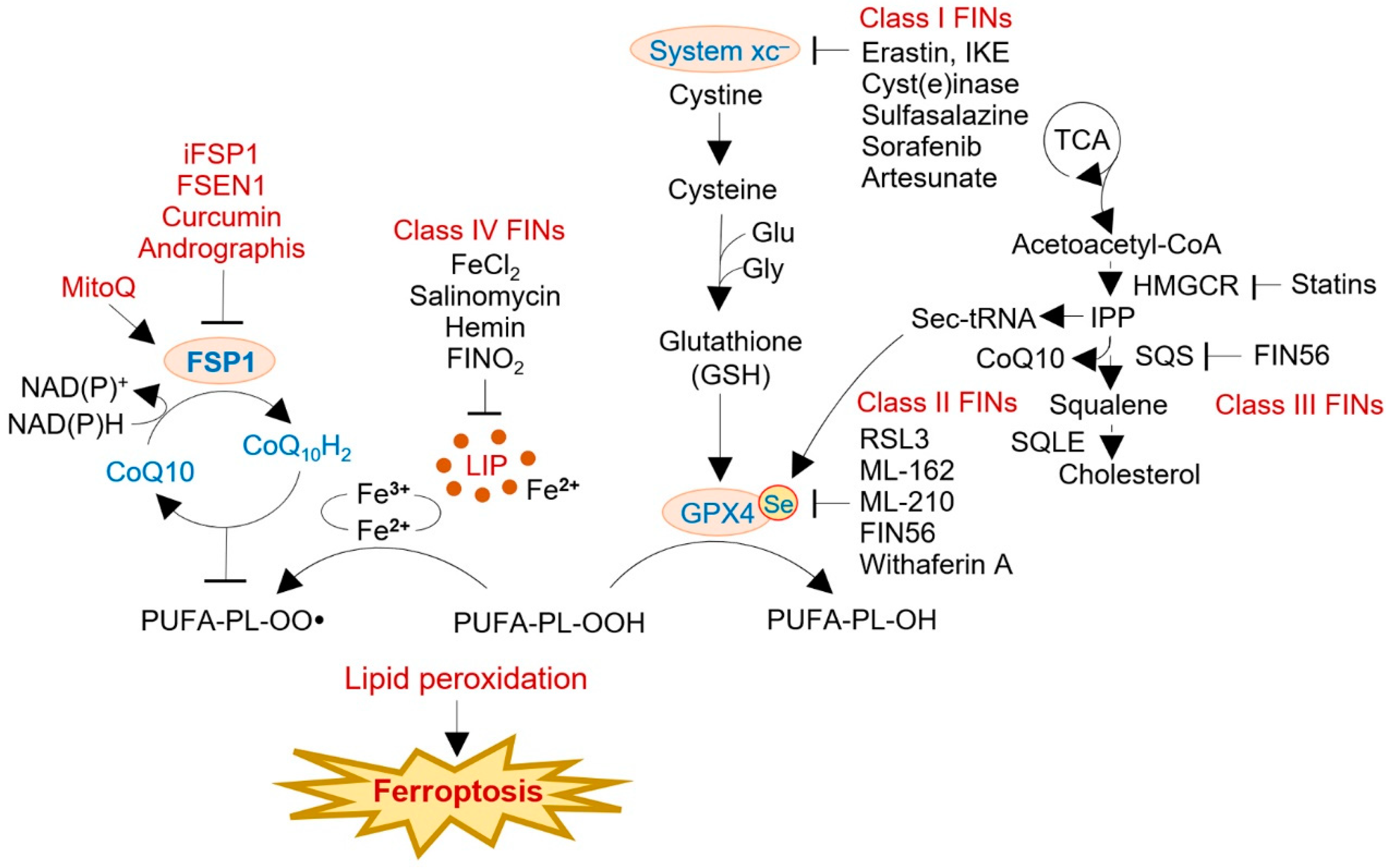 Antioxidants 12 01218 g003 Antioxidants 12 01218 g003