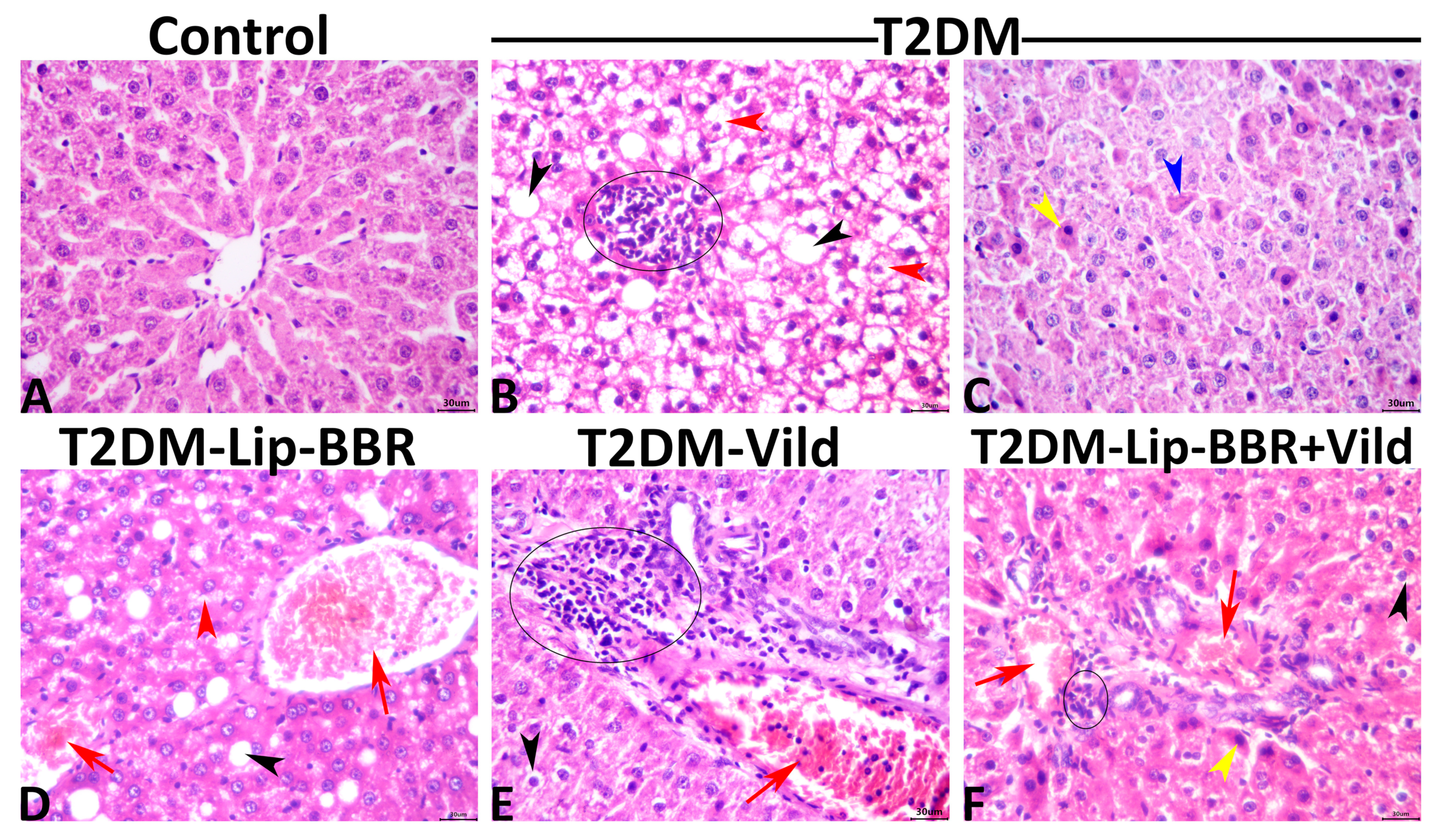 Antioxidants 12 01220 g007 Antioxidants 12 01220 g007