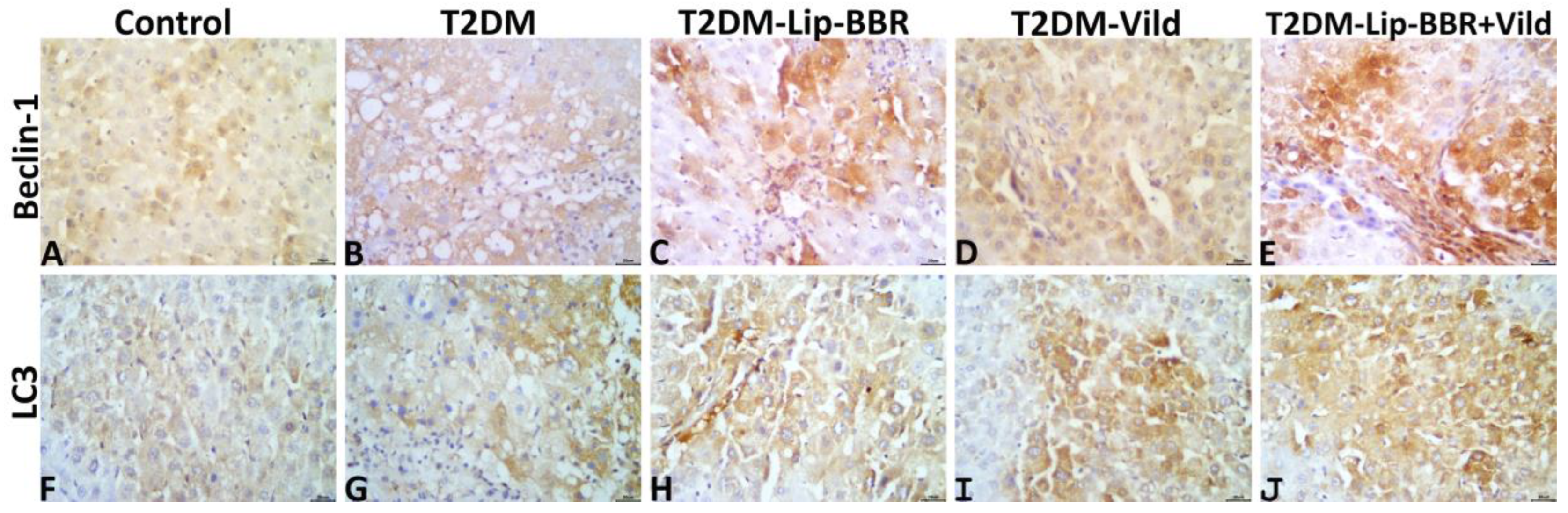 Antioxidants 12 01220 g008 Antioxidants 12 01220 g008