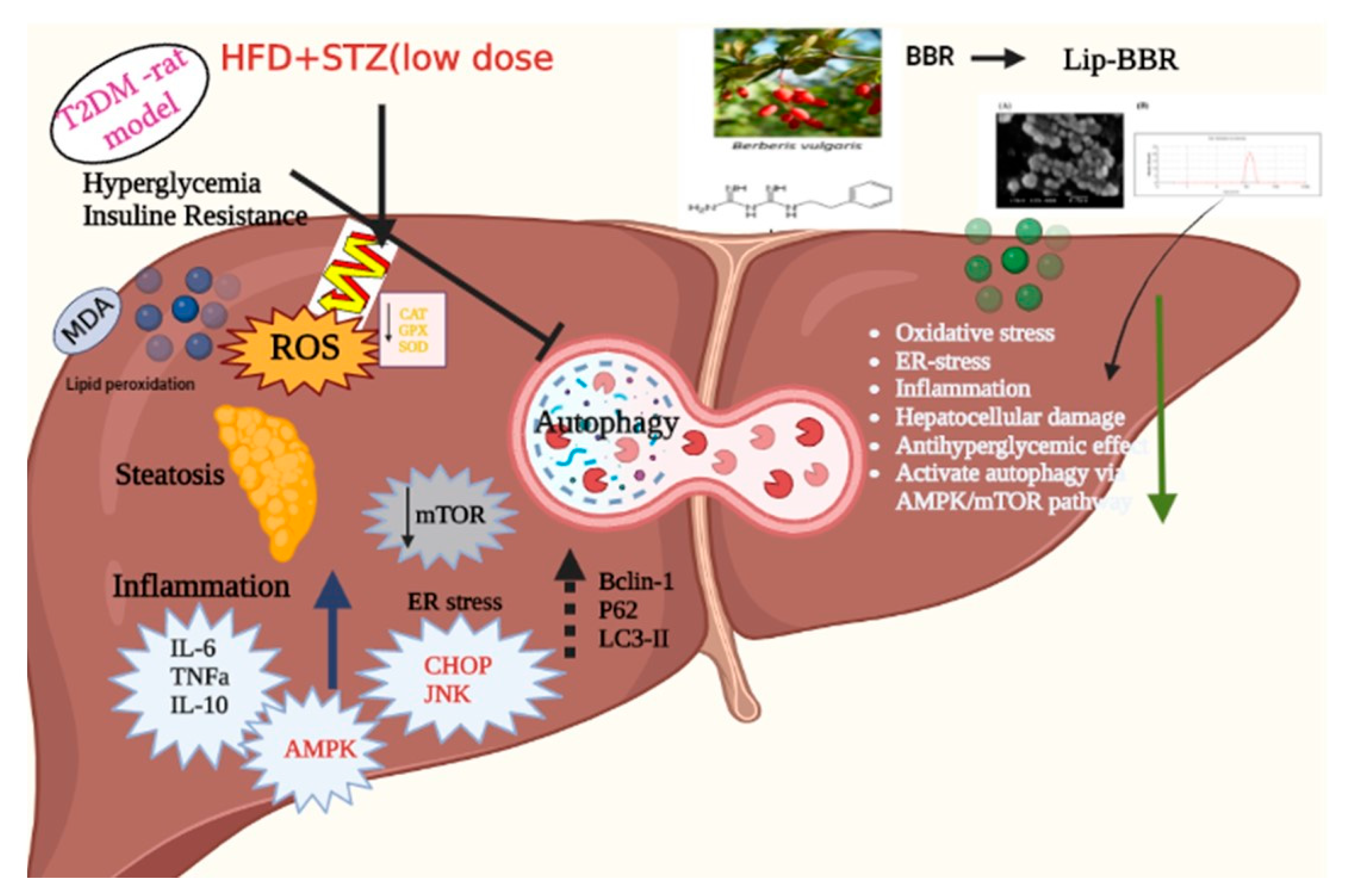 Antioxidants 12 01220 g009 Antioxidants 12 01220 g009
