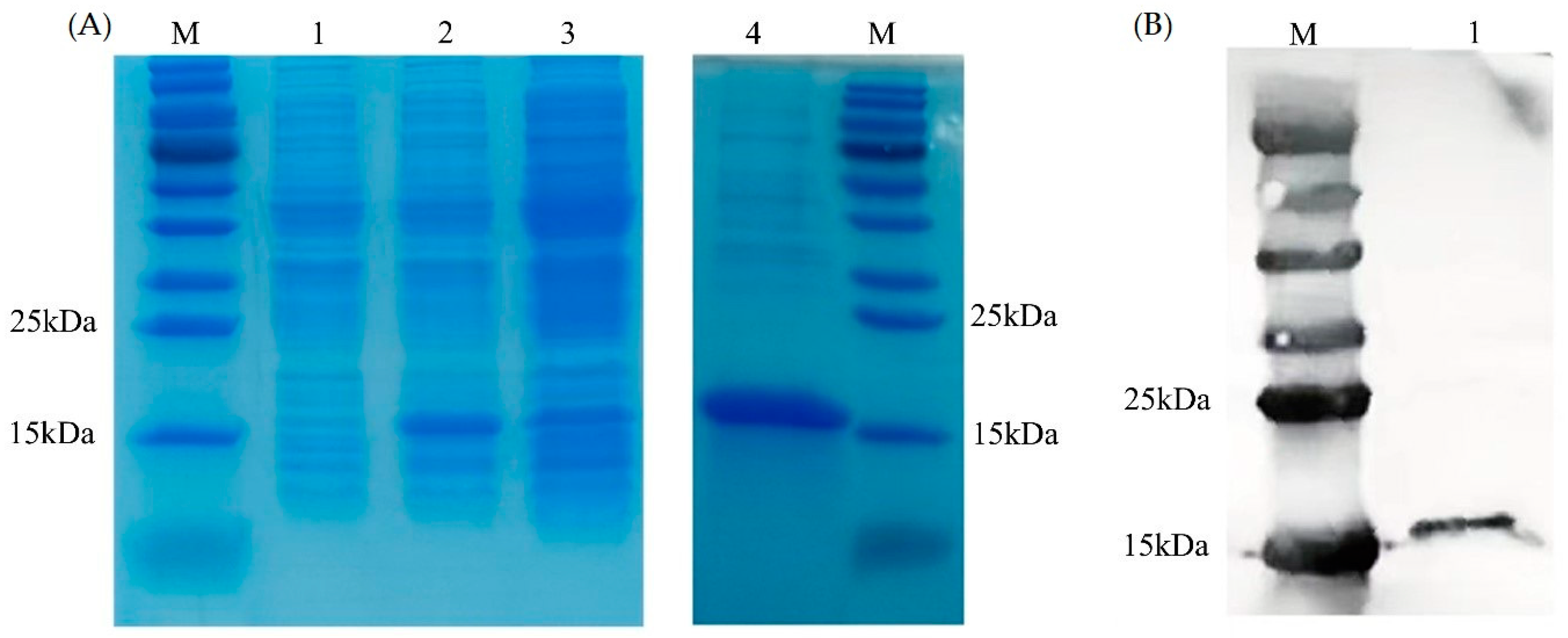 Antioxidants 12 01227 g005