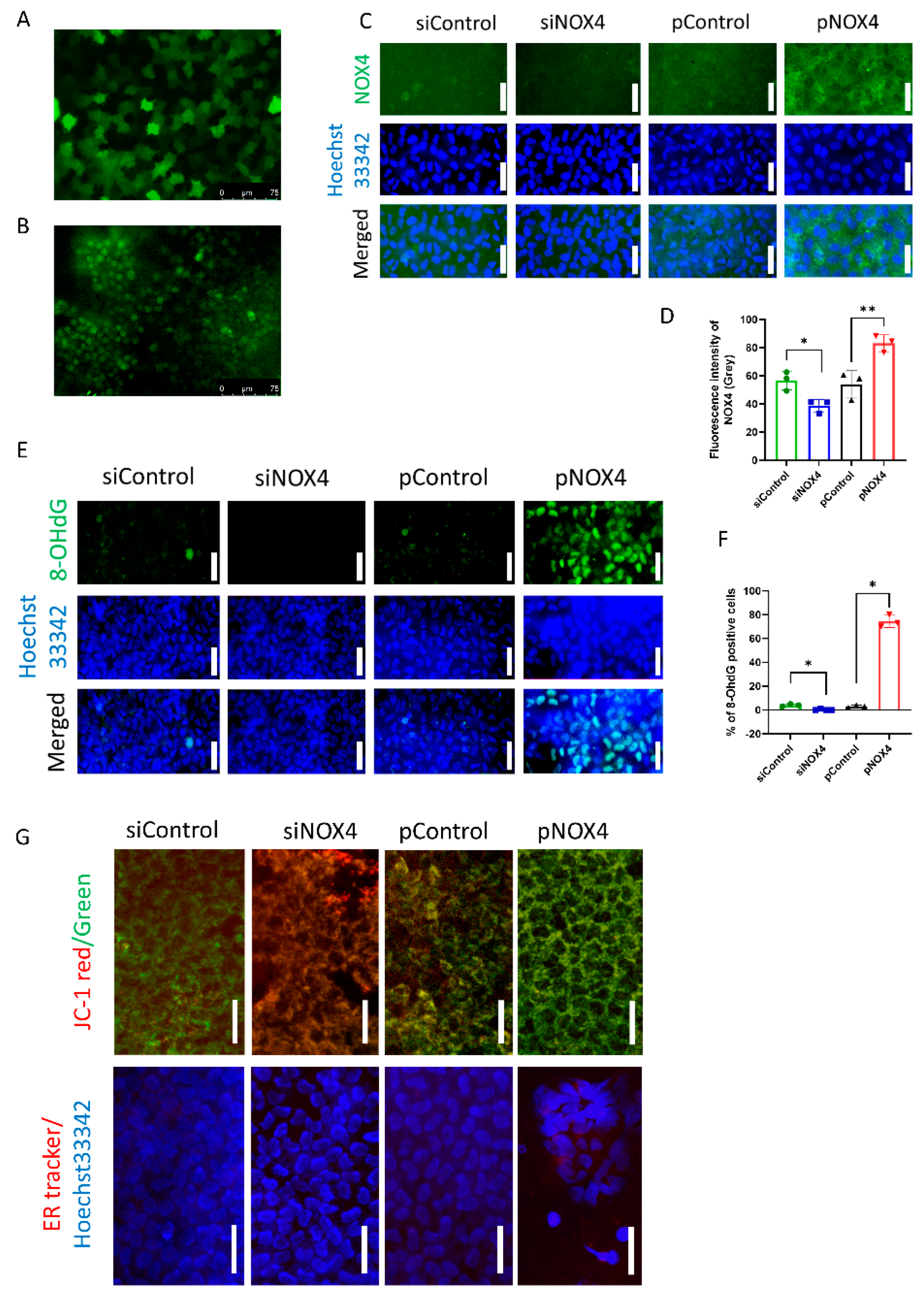 Antioxidants 12 01228 g001