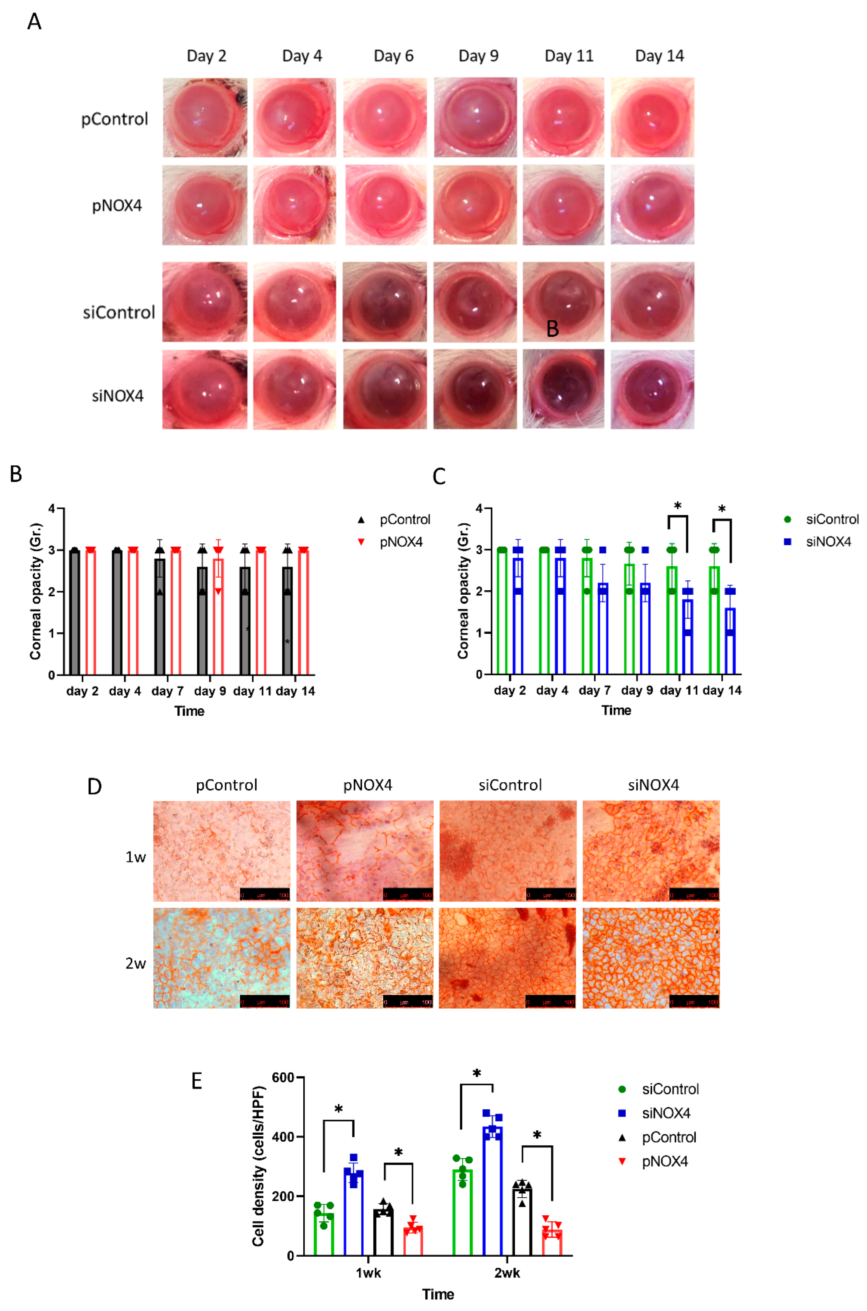 Antioxidants 12 01228 g003