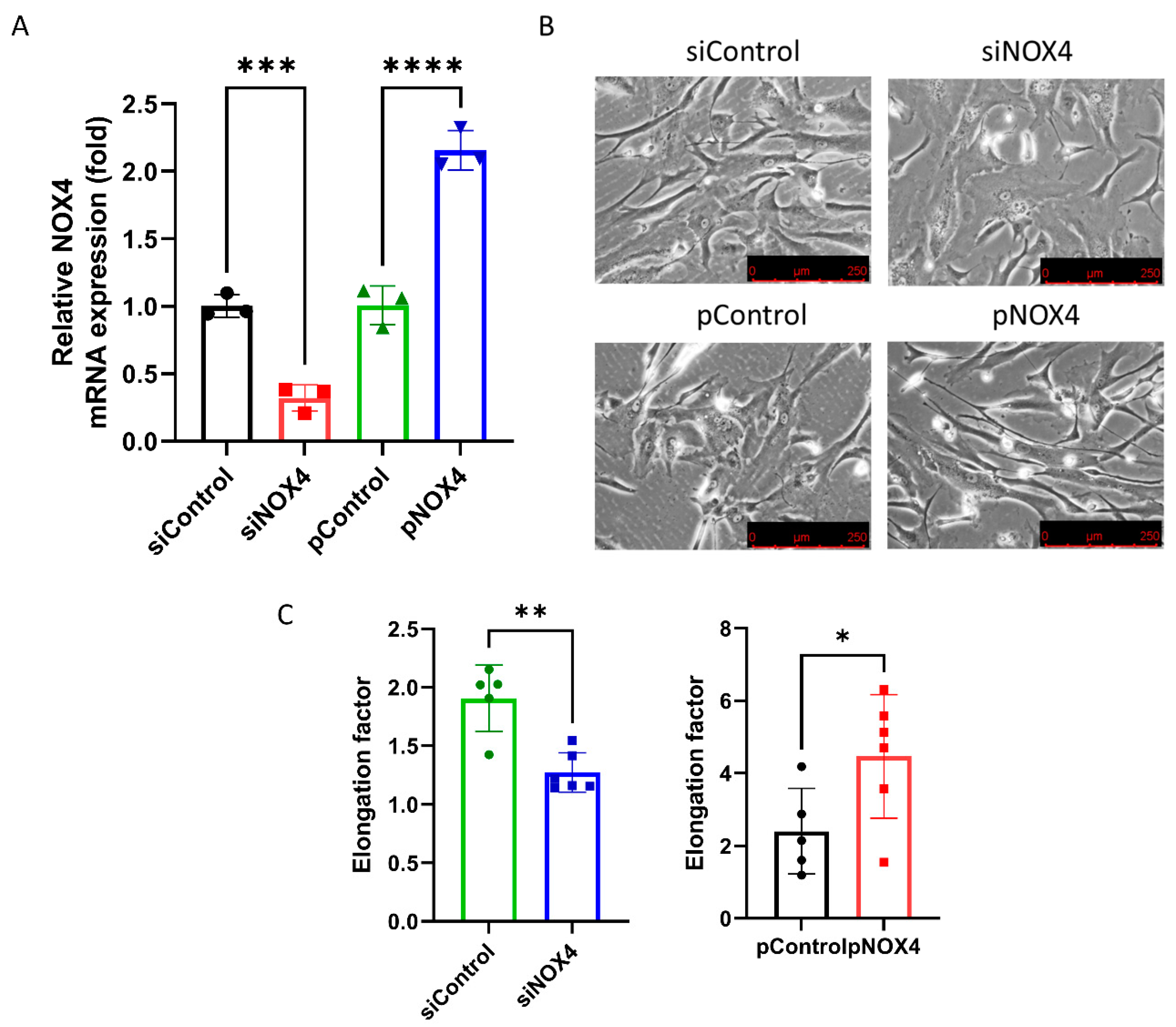 Antioxidants 12 01228 g004