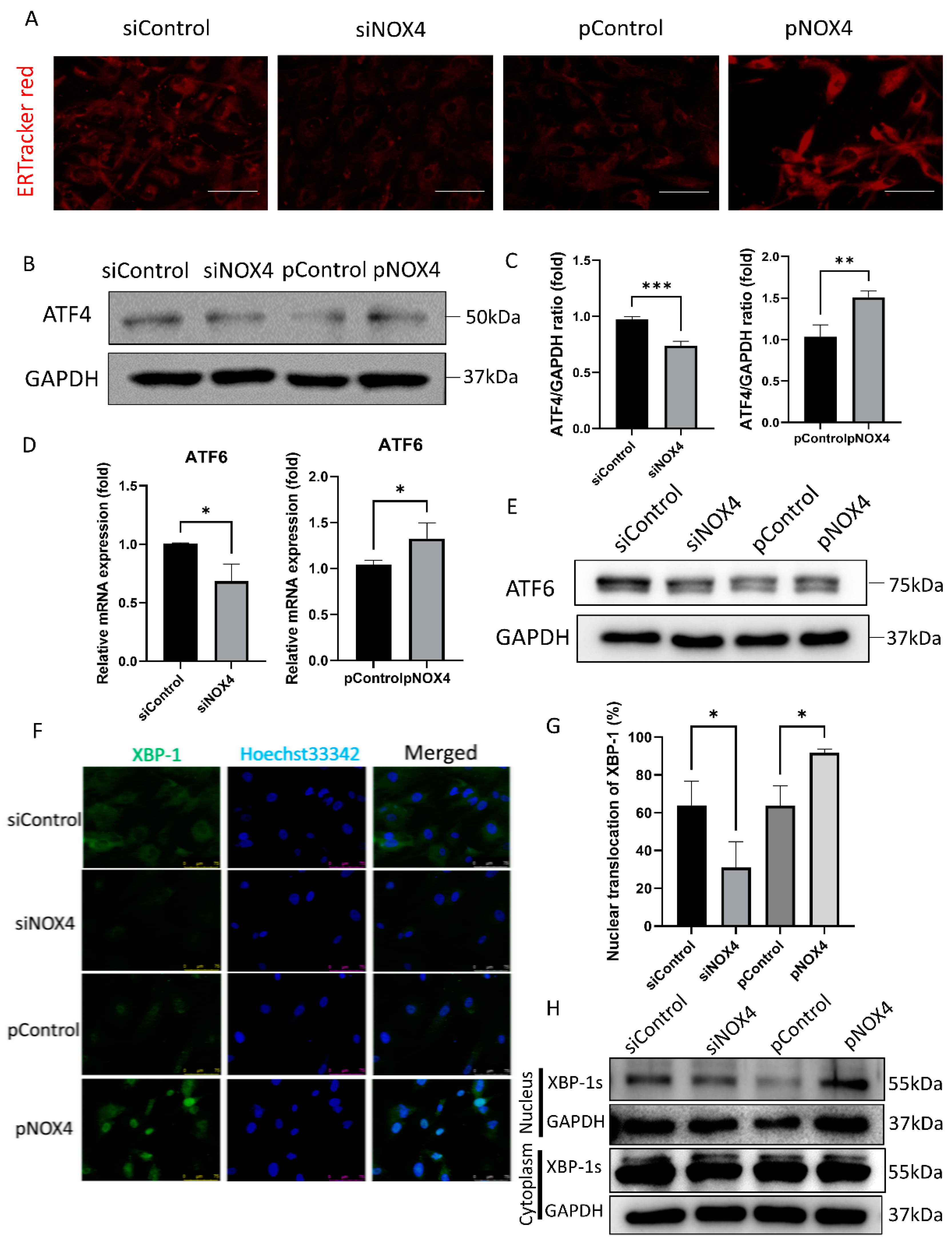 Antioxidants 12 01228 g006