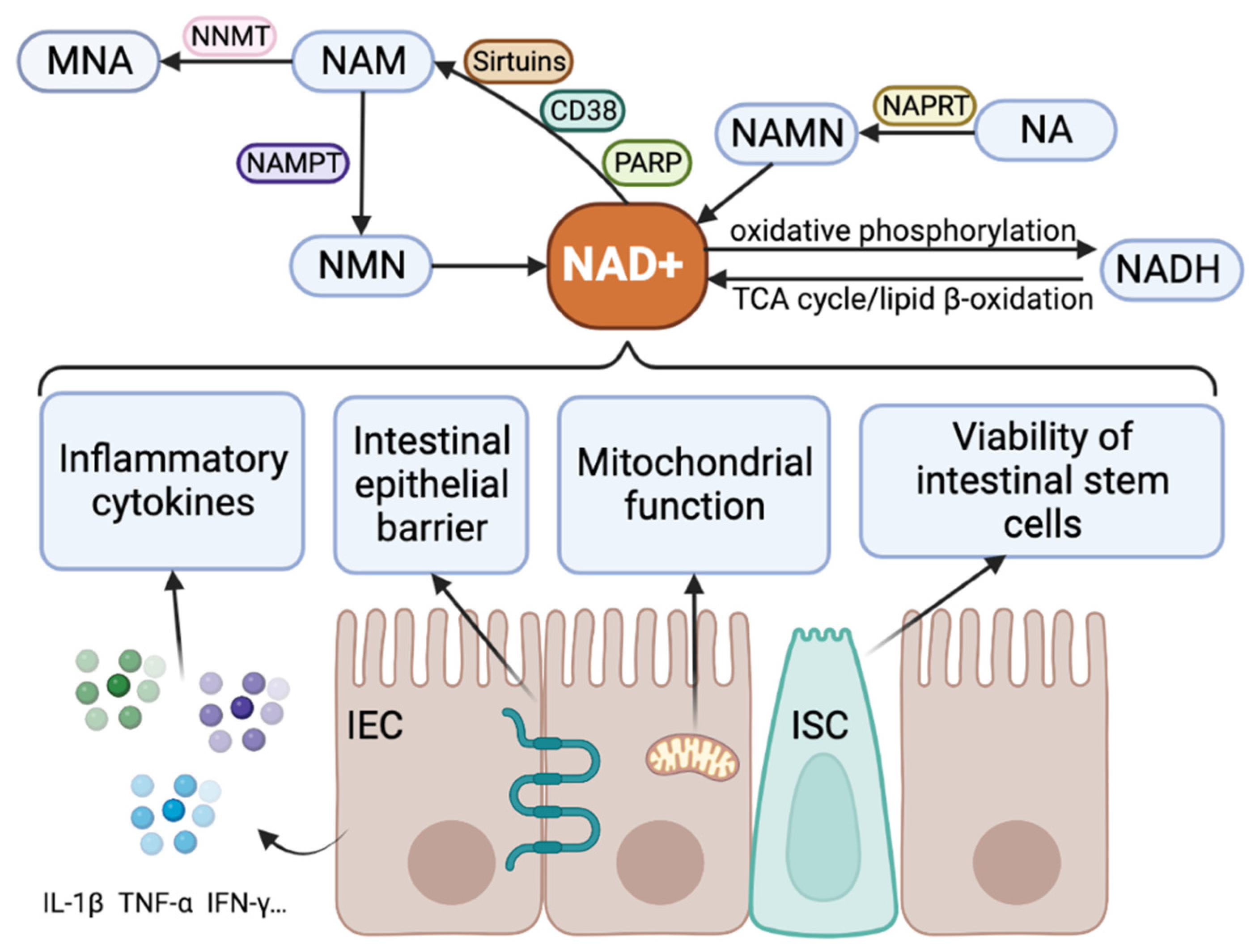 Polyamine metabolism impacts T cell dysfunction in the oral mucosa of  people living with HIV