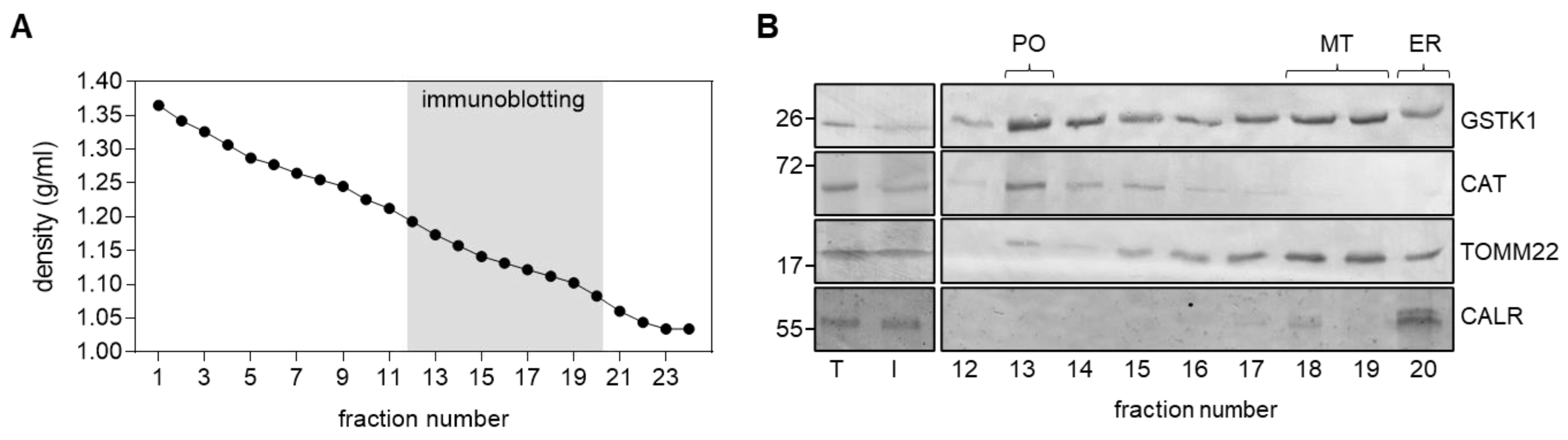 Antioxidants 12 01236 g001