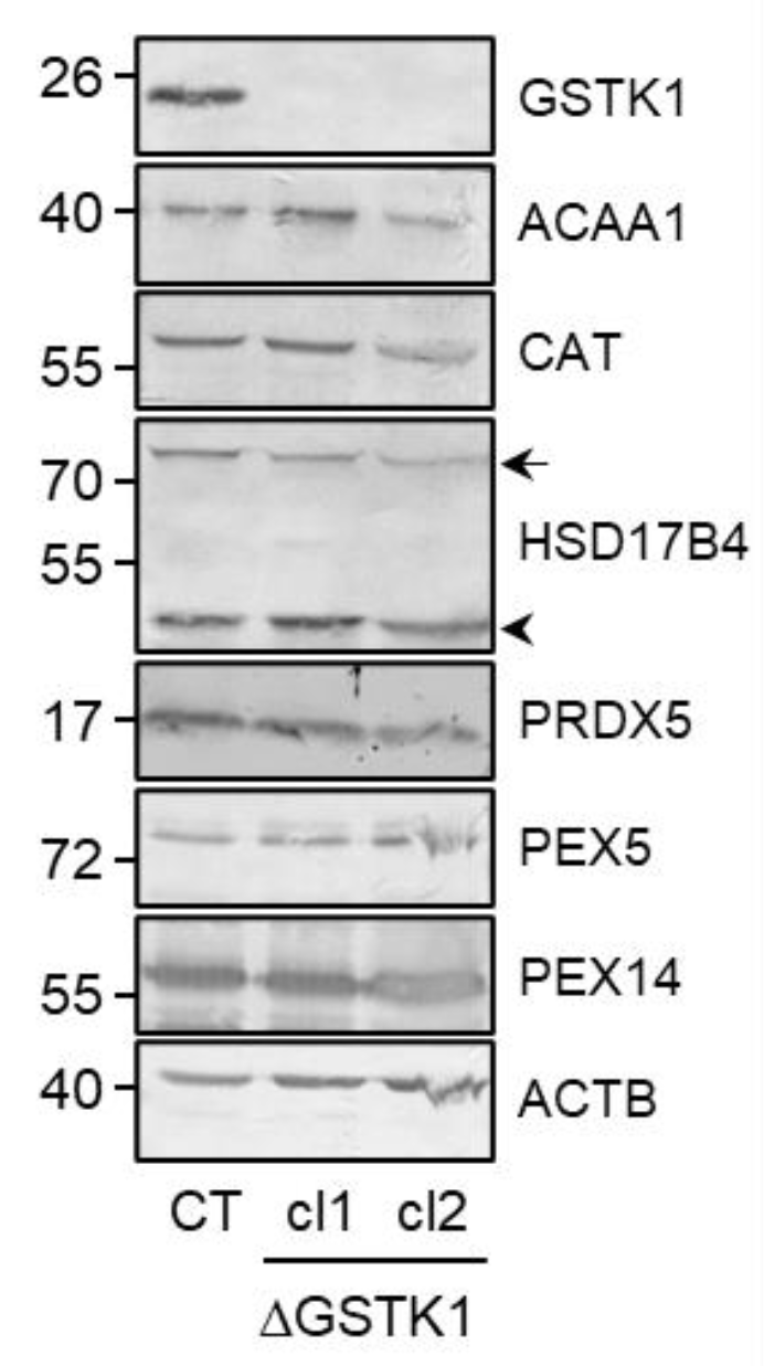 Antioxidants 12 01236 g002