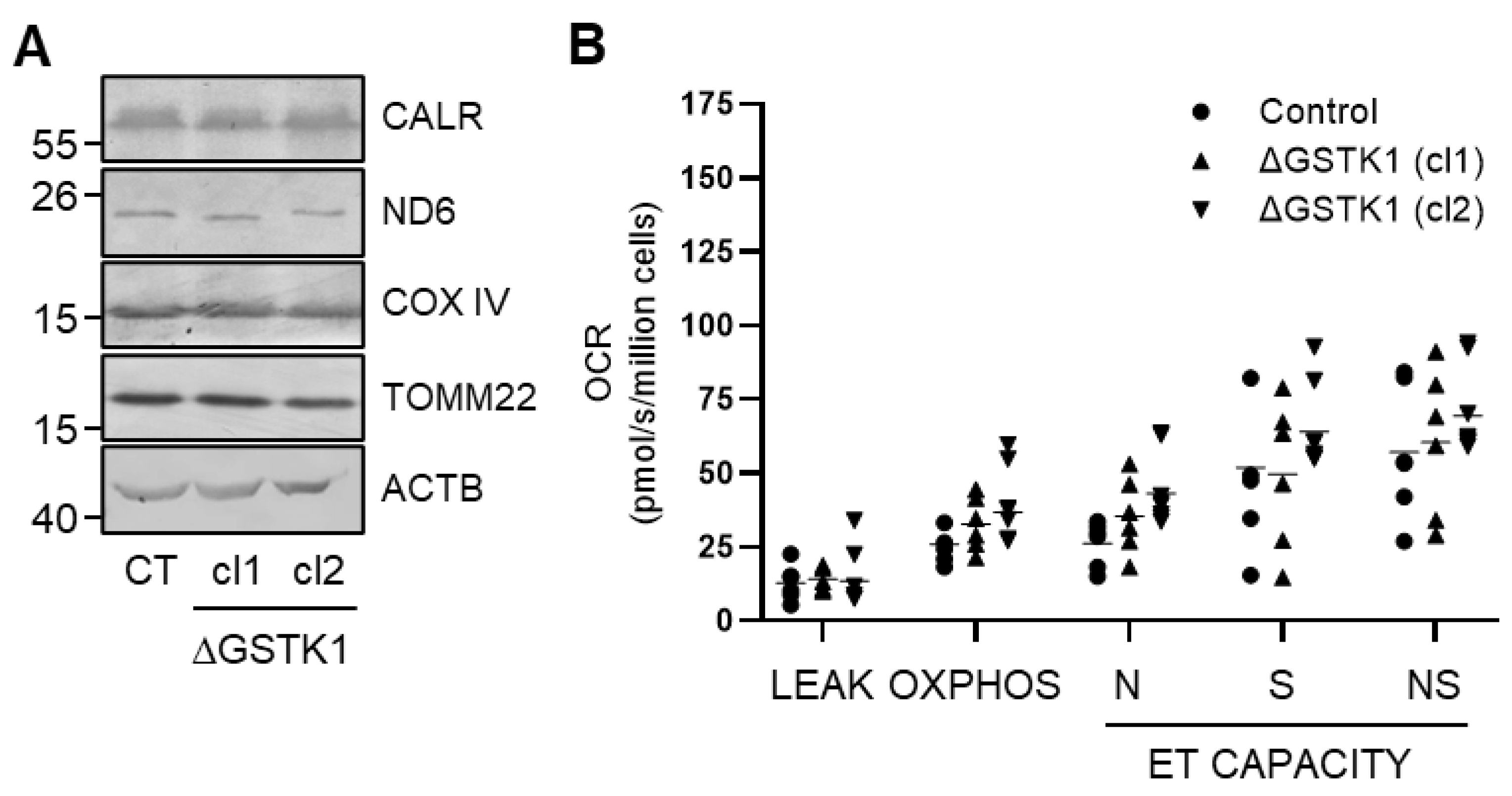 Antioxidants 12 01236 g003