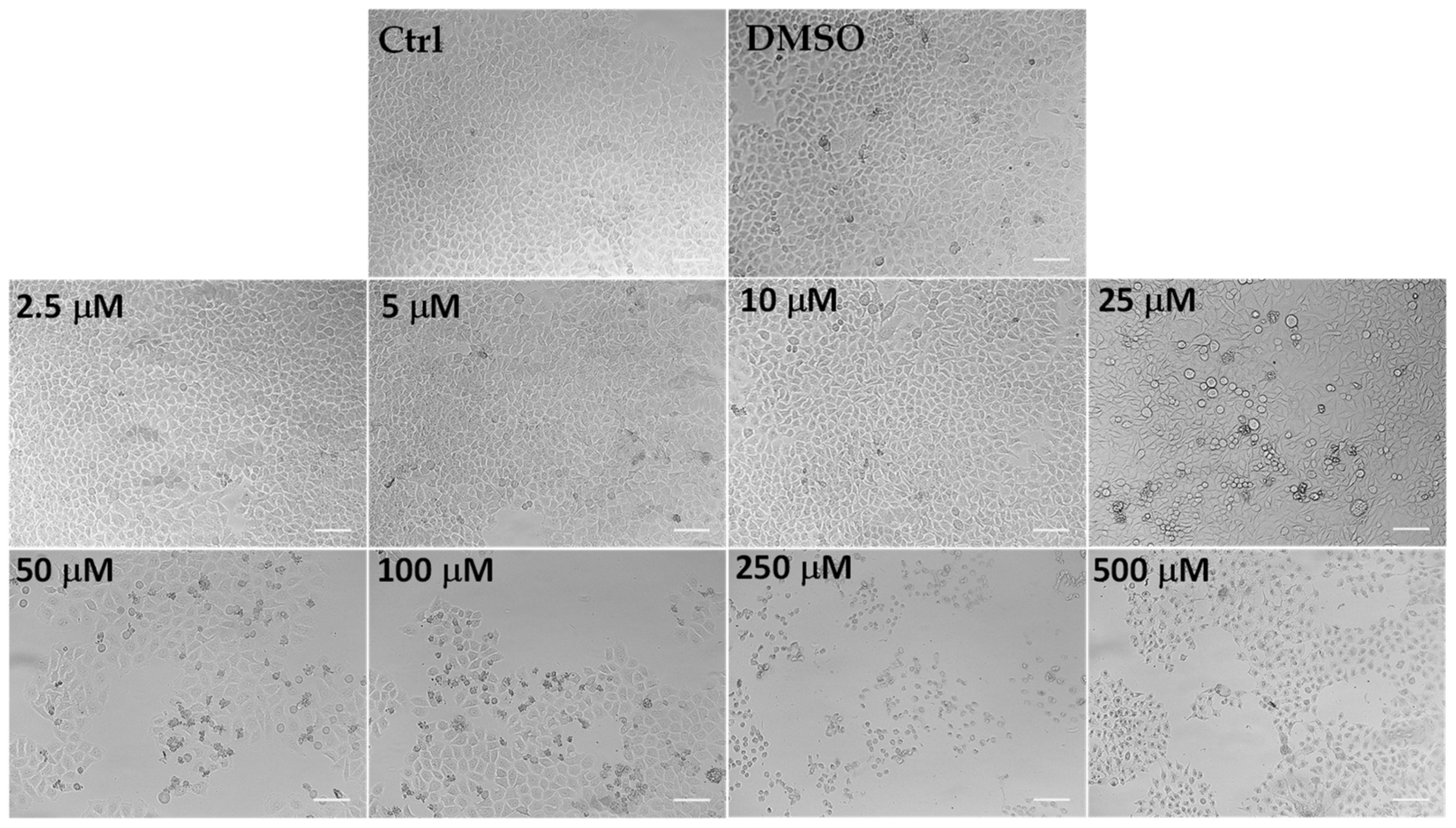 Antioxidants 12 01238 g005