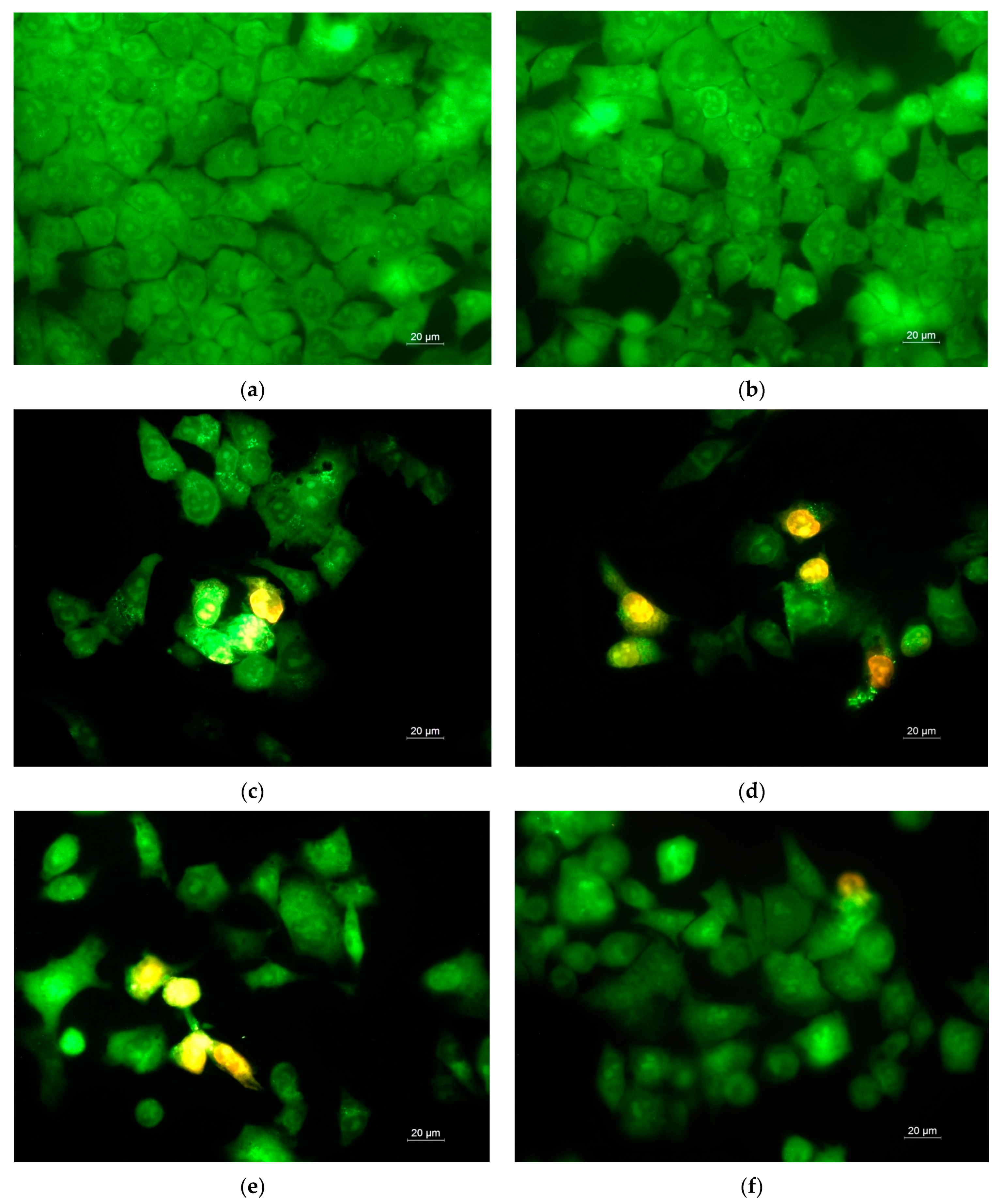 Antioxidants 12 01243 g010 Antioxidants 12 01243 g010