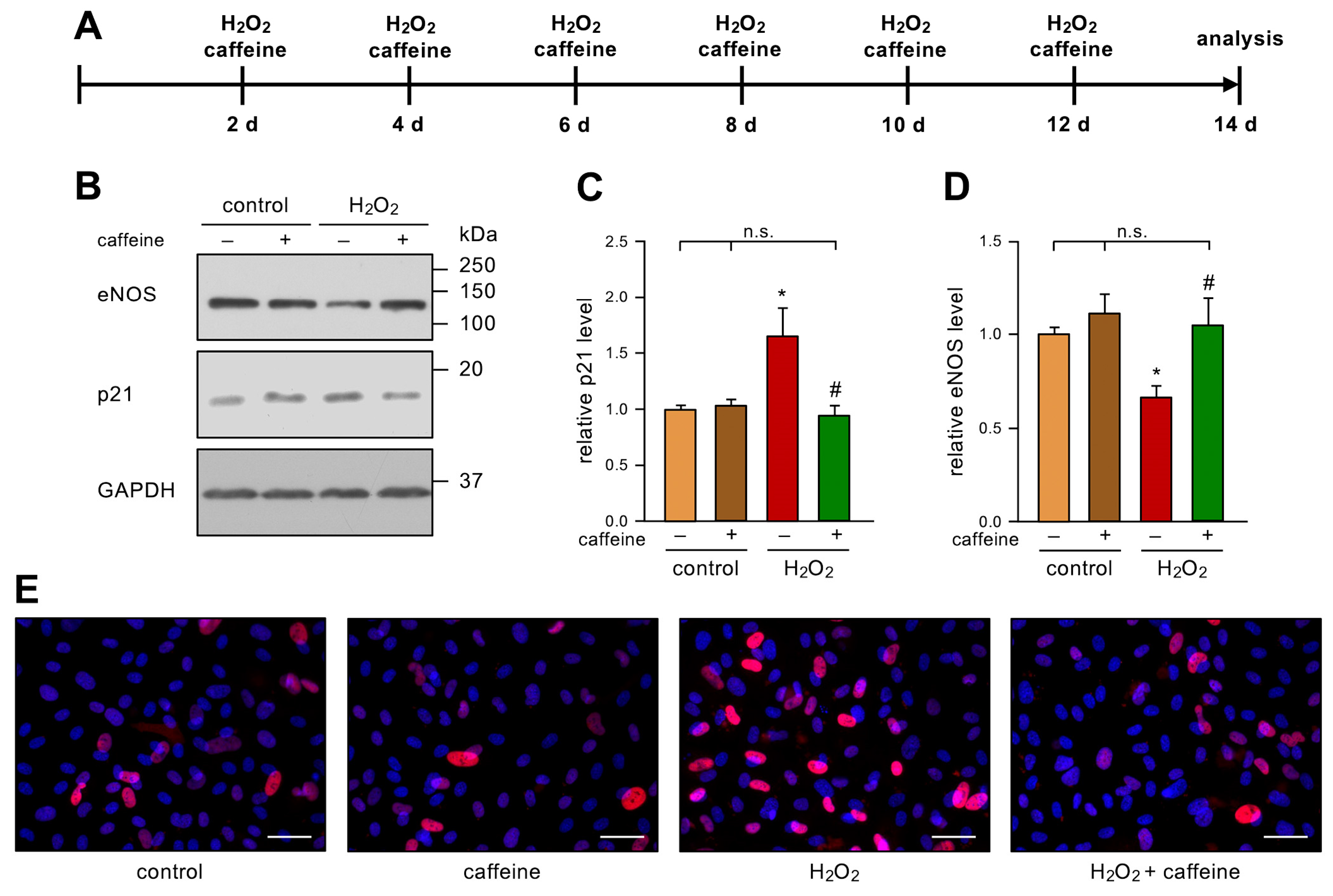 Antioxidants 12 01244 g001 Antioxidants 12 01244 g001