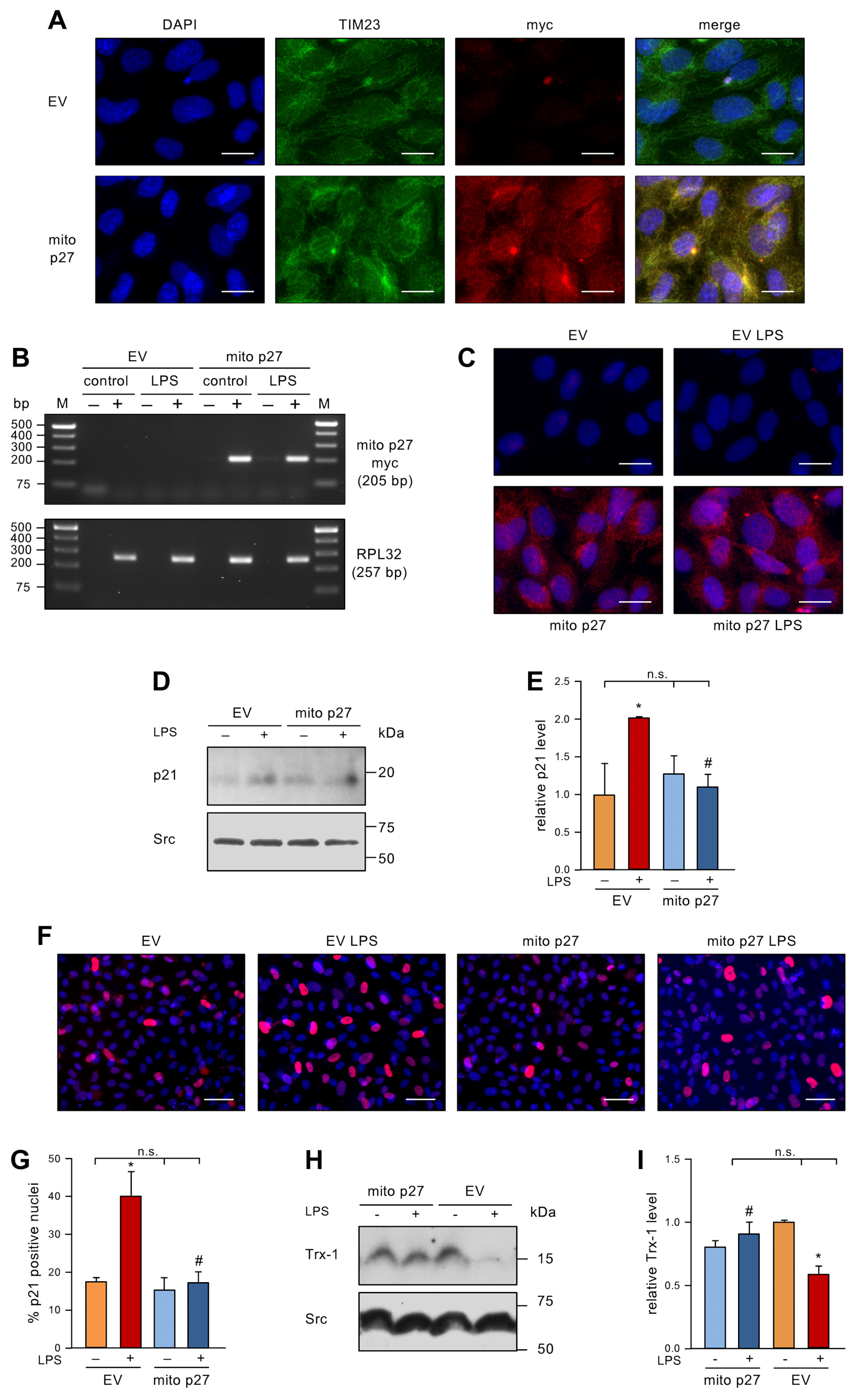 Antioxidants 12 01244 g003 Antioxidants 12 01244 g003