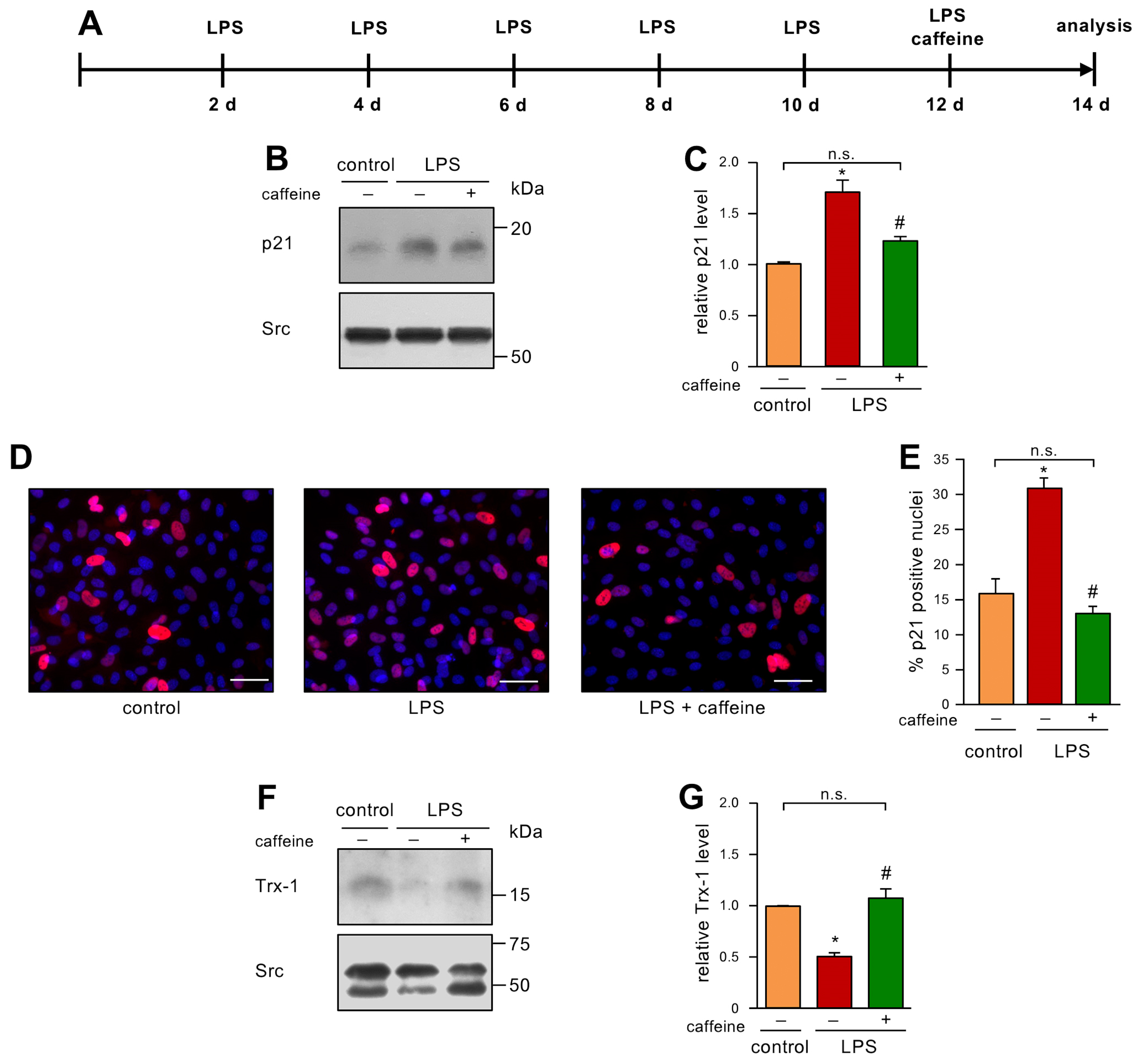 Antioxidants 12 01244 g004 Antioxidants 12 01244 g004