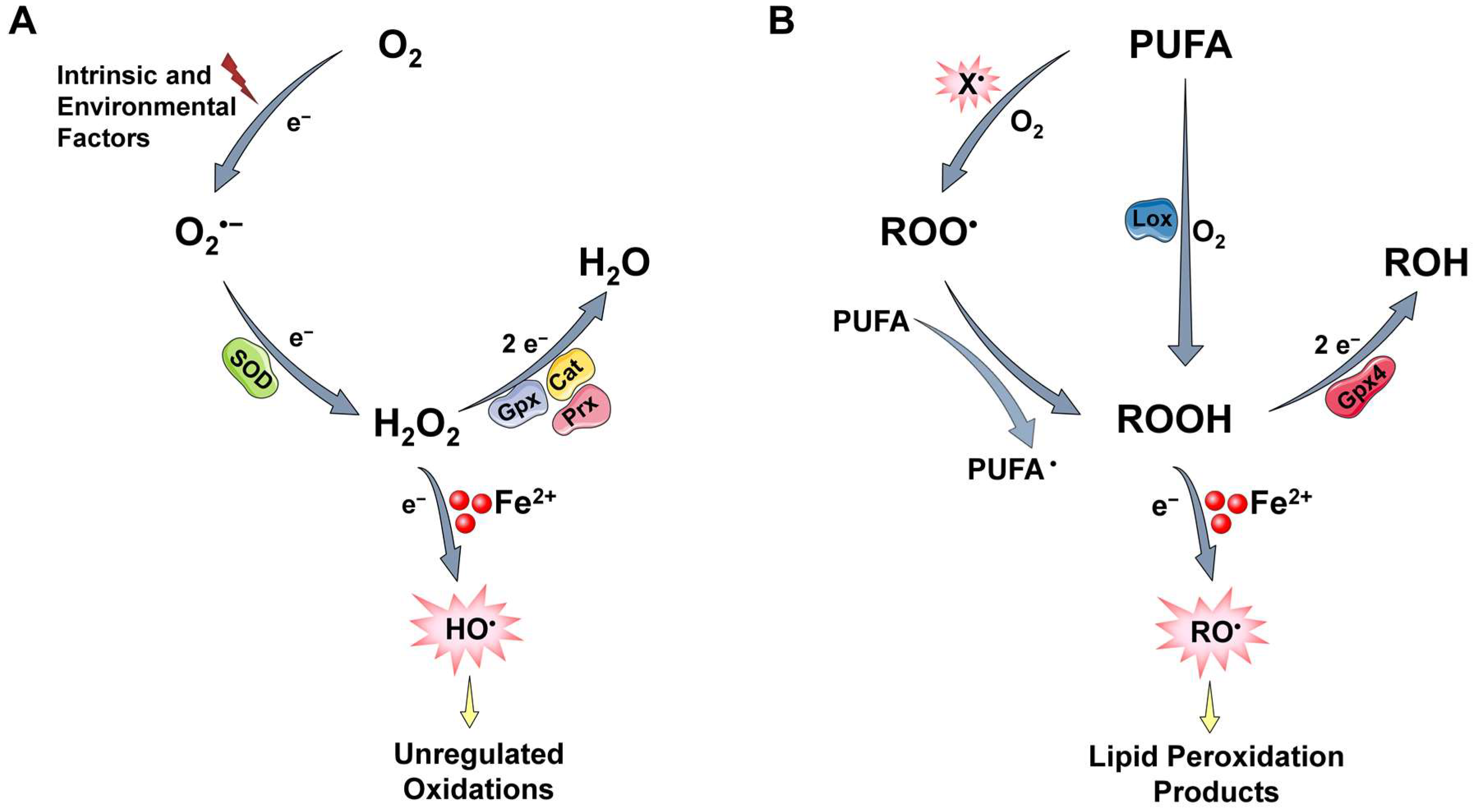 Antioxidants 12 01250 g001 Antioxidants 12 01250 g001