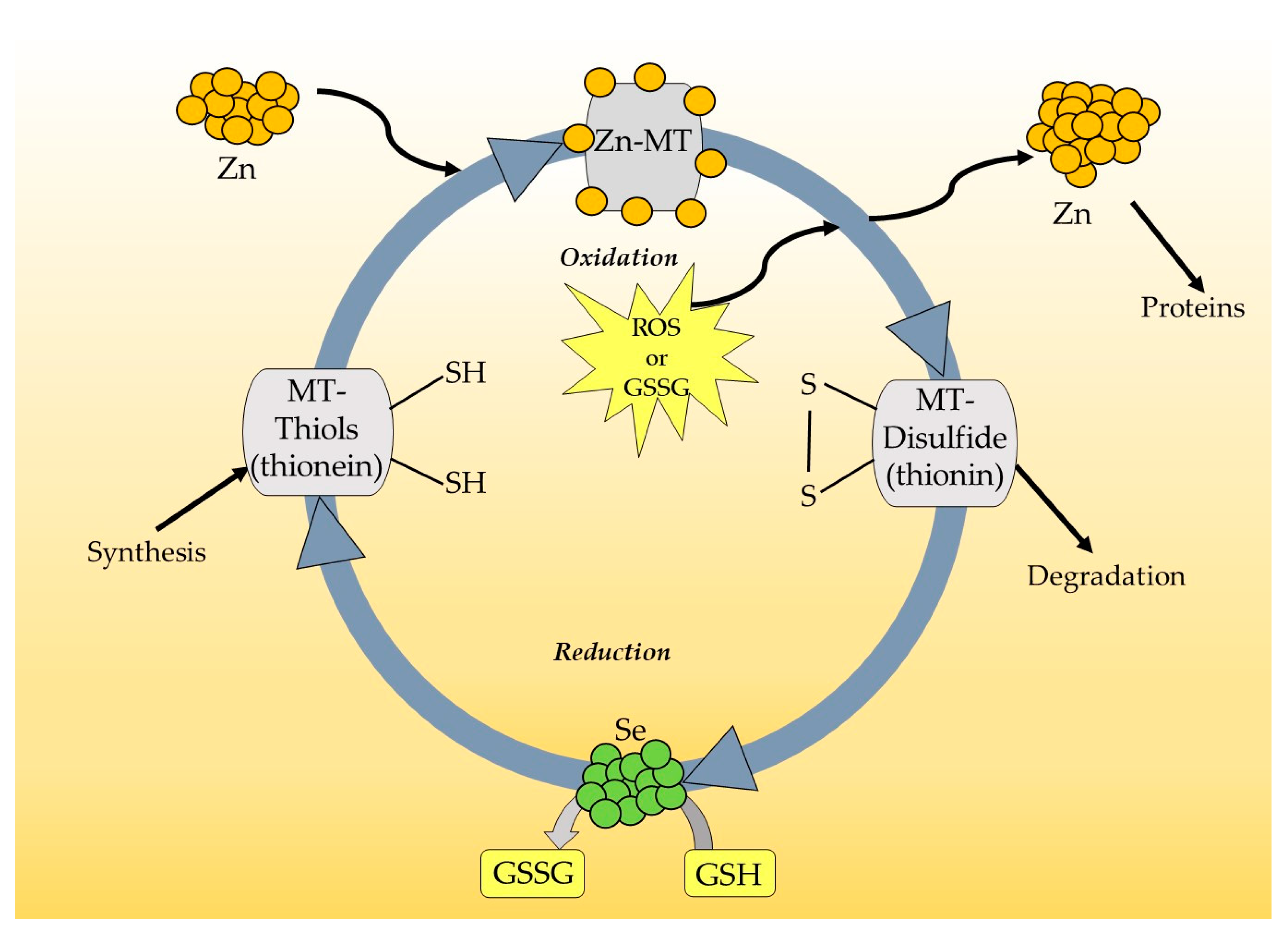 Antioxidants 12 01251 g002 Antioxidants 12 01251 g002