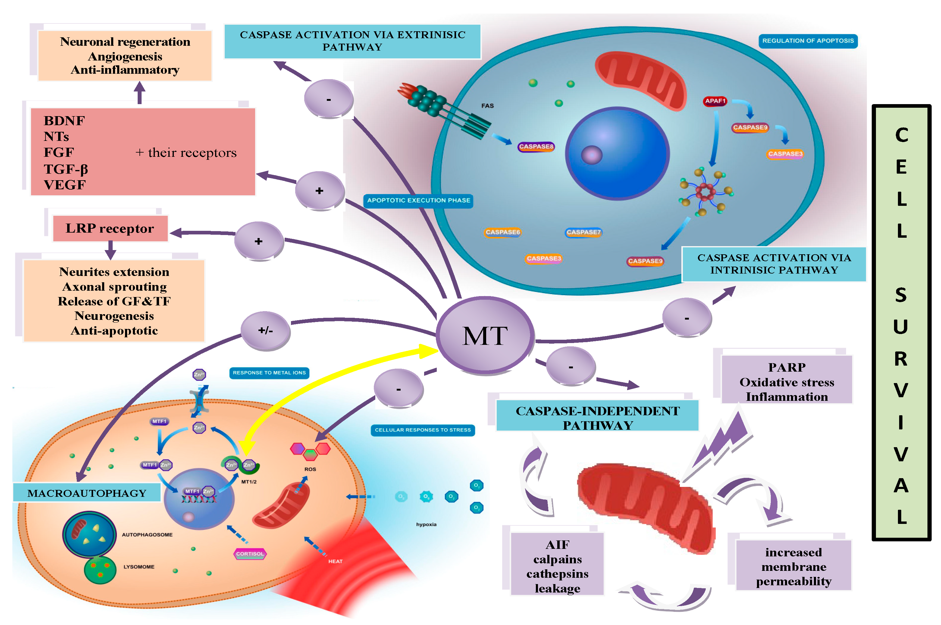 Antioxidants 12 01251 g003 Antioxidants 12 01251 g003