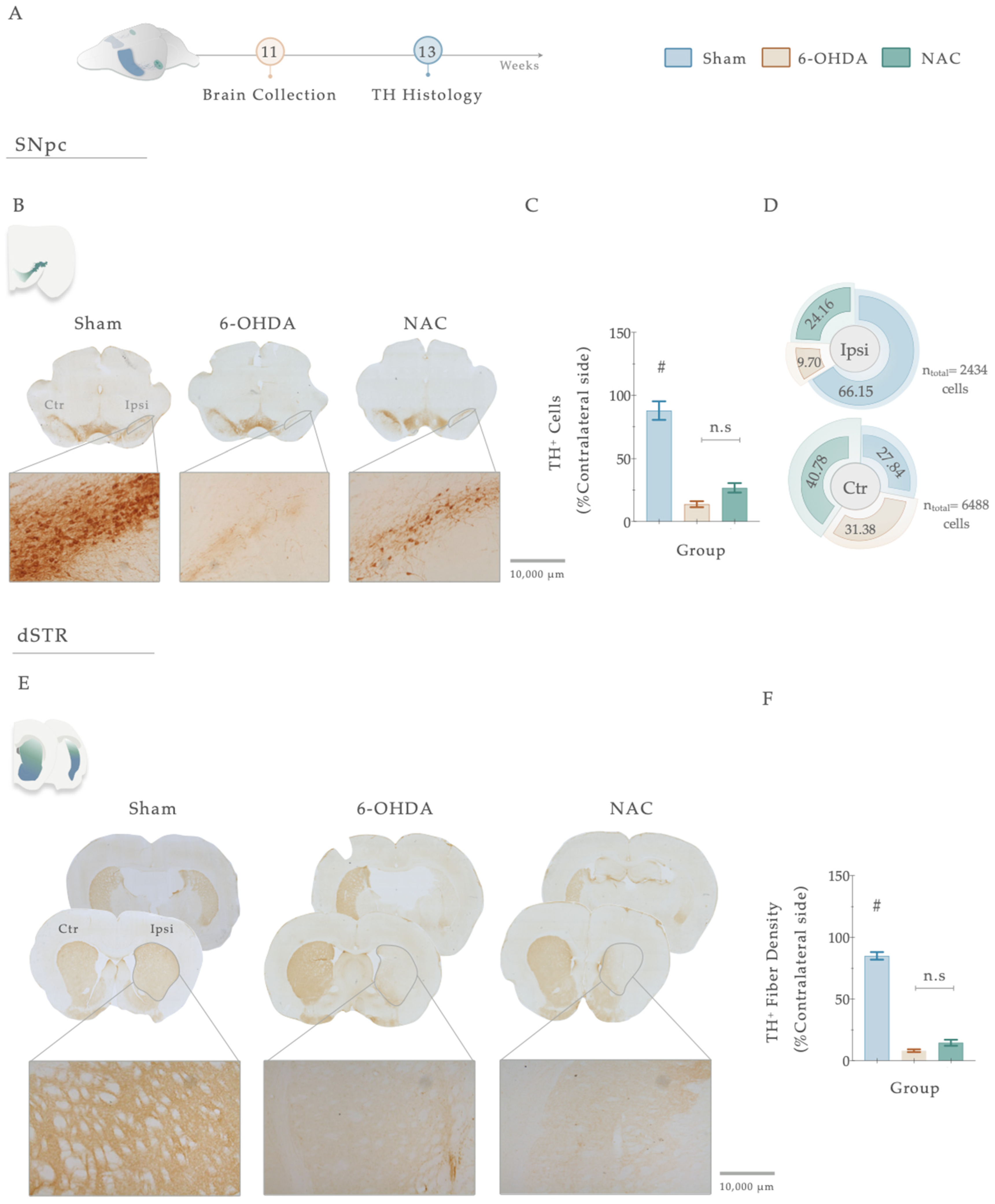 Antioxidants 12 01257 g006