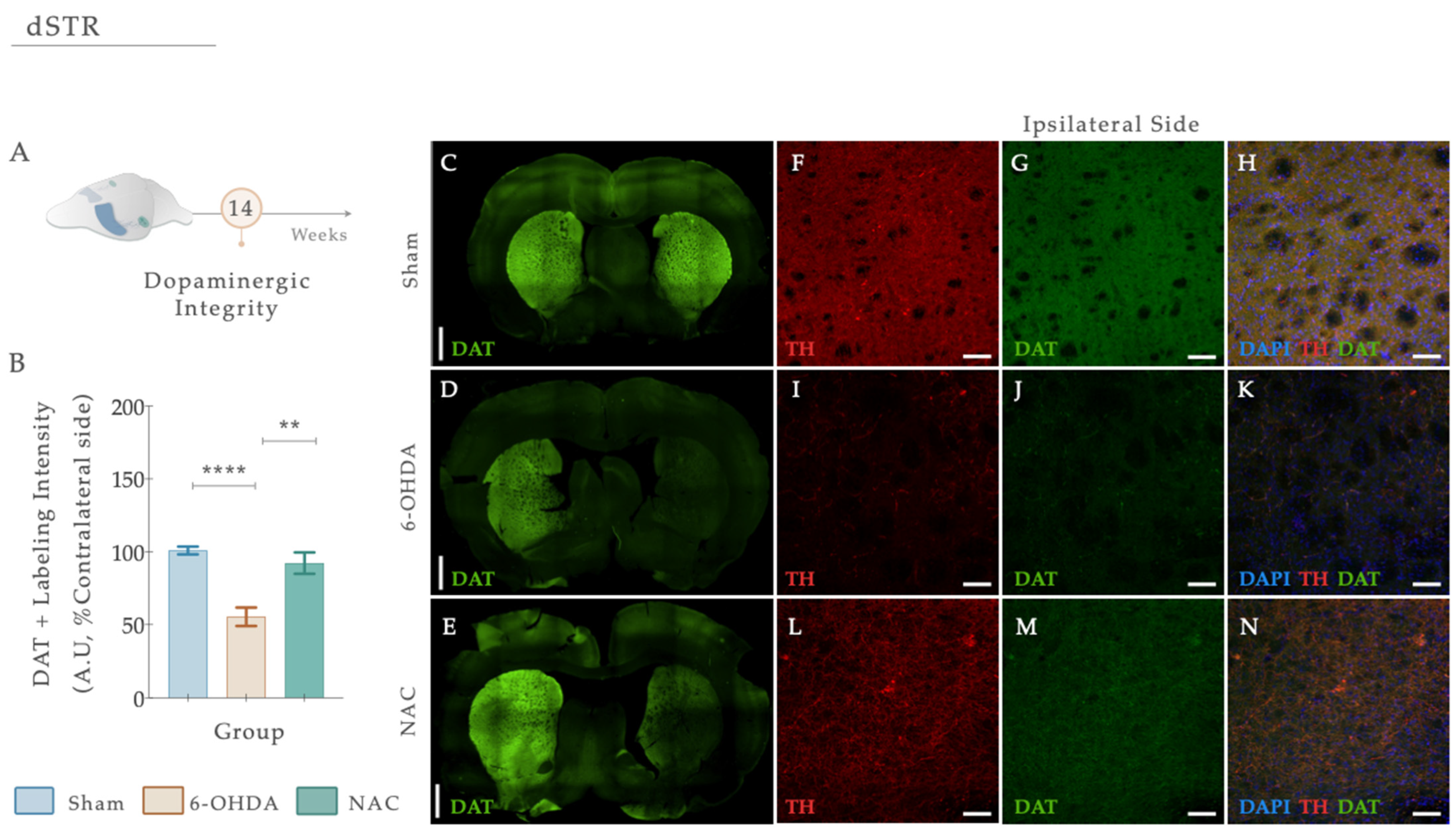 Antioxidants 12 01257 g007
