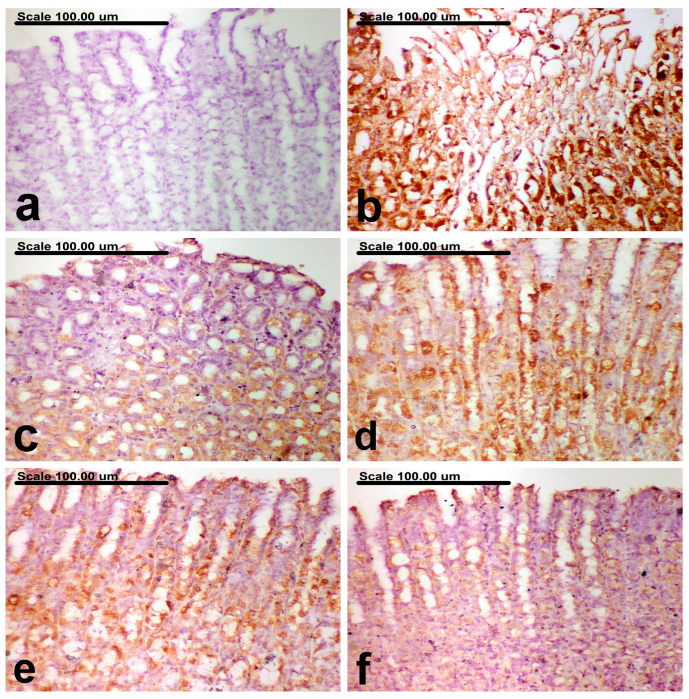 Antioxidants 12 01263 g008