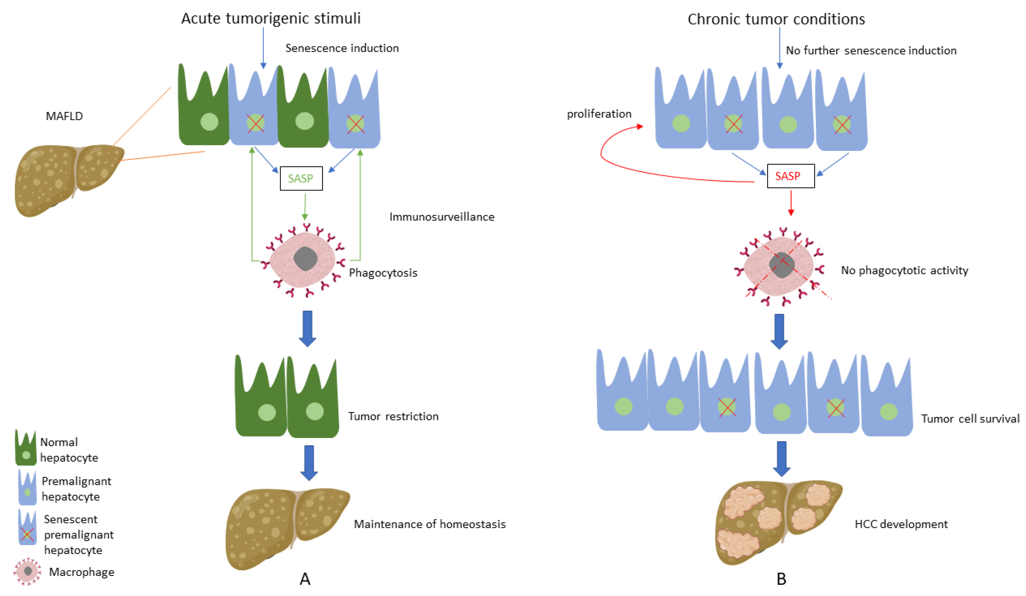 Antioxidants 12 01269 g001 Antioxidants 12 01269 g001