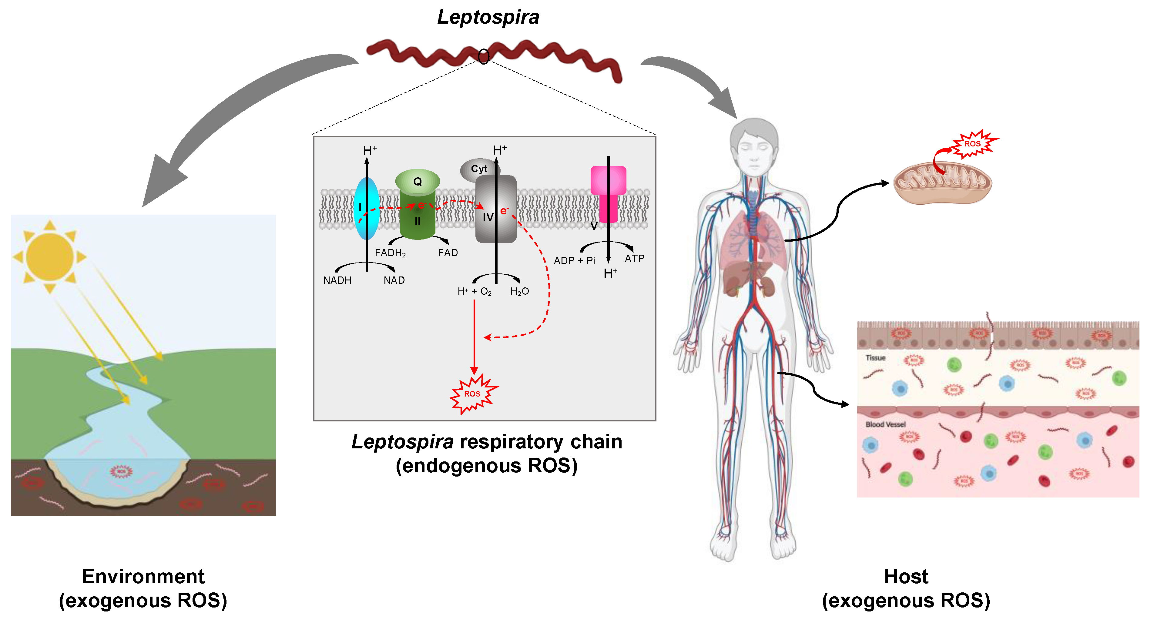 Antioxidants 12 01273 g002 Antioxidants 12 01273 g002