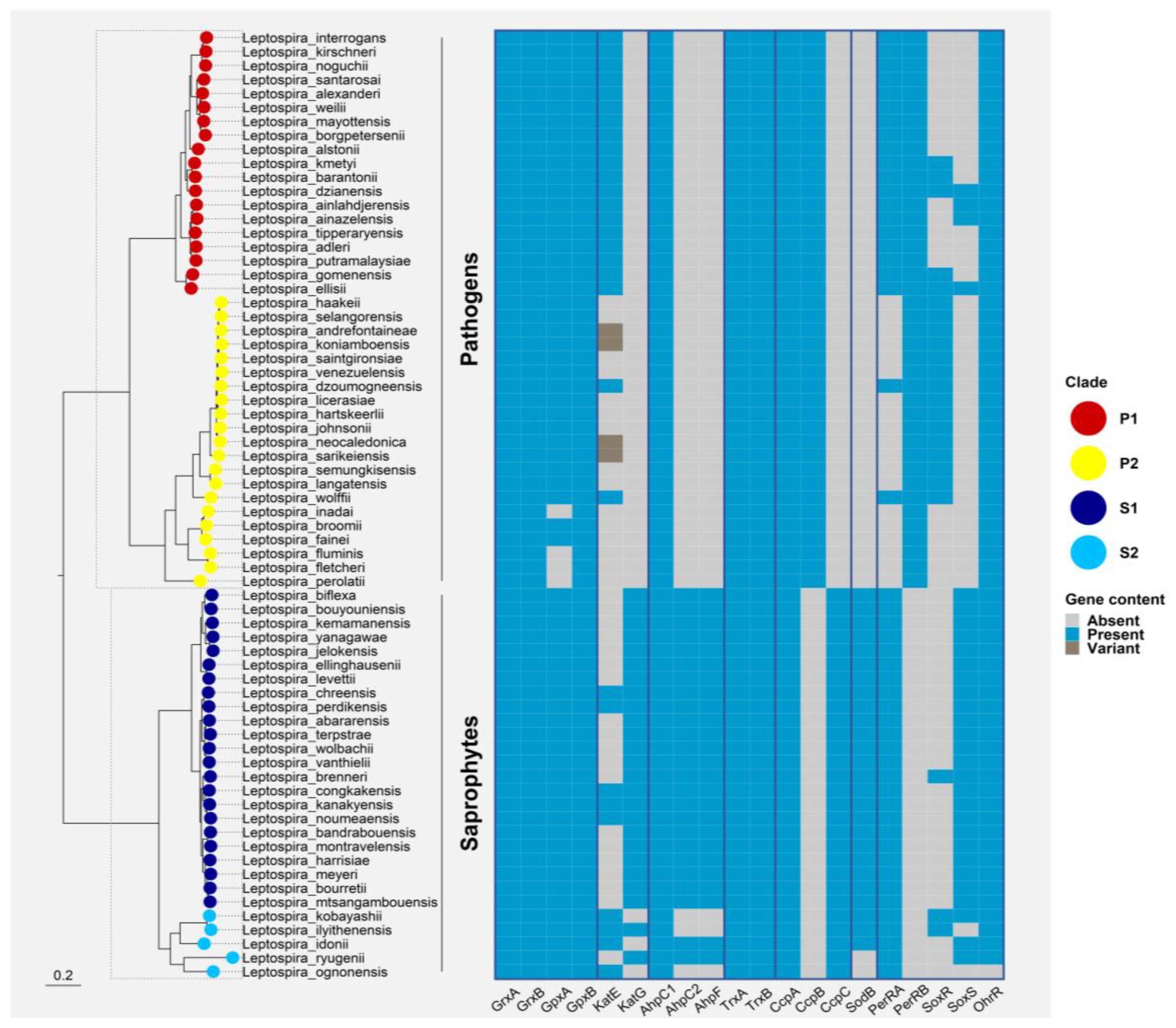 Antioxidants 12 01273 g004 Antioxidants 12 01273 g004